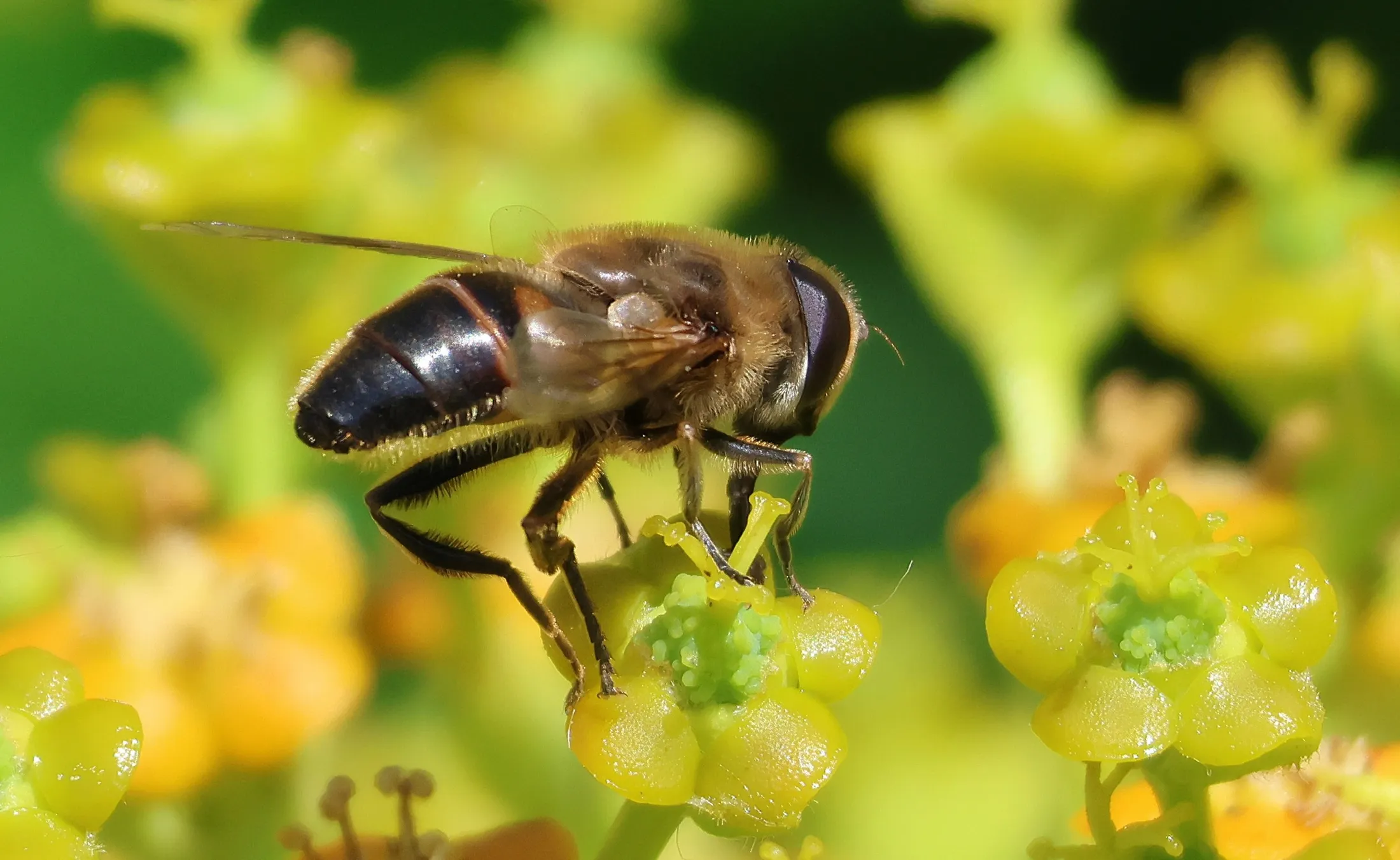 Hoverfly