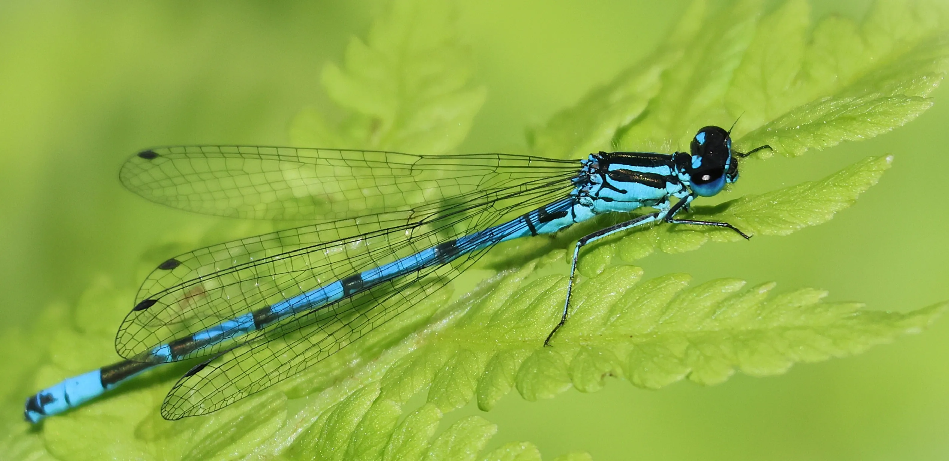Common Blue Damselfly