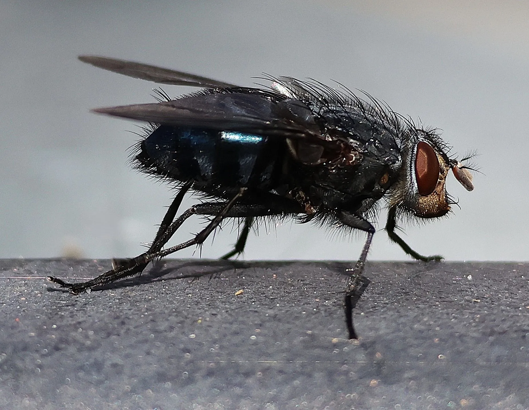 Bluebottle fly