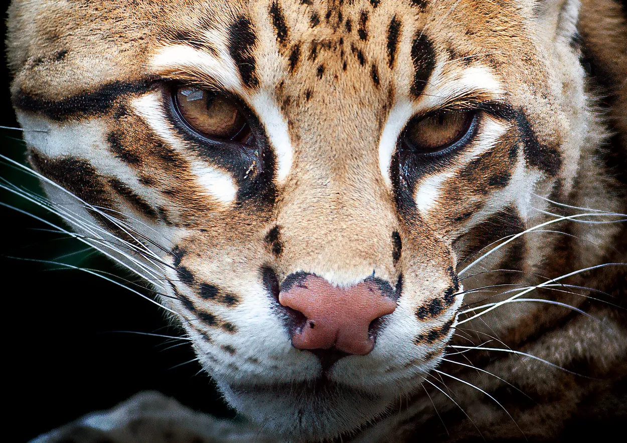 Ocelot eyes