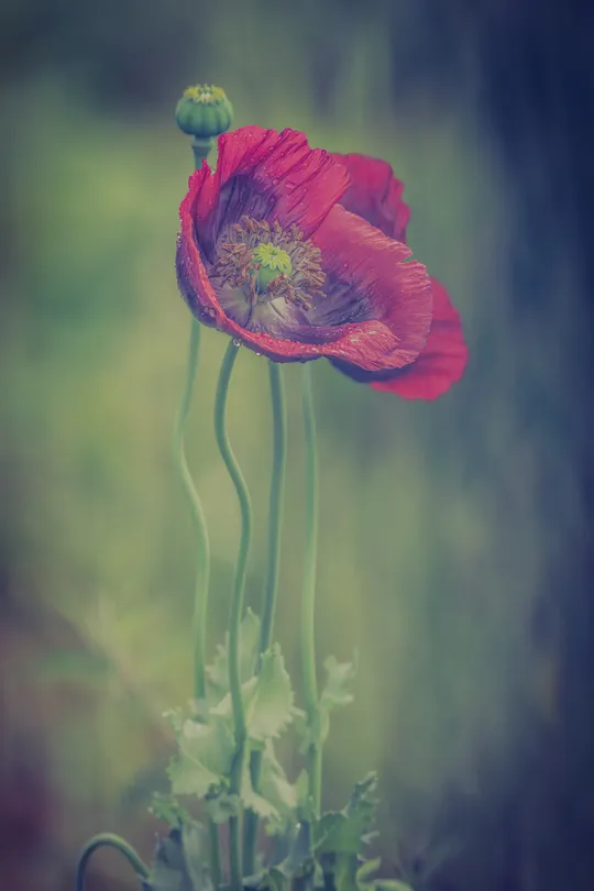 The beauty of the Poppy