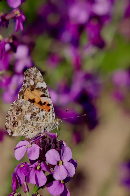 Painted Lady