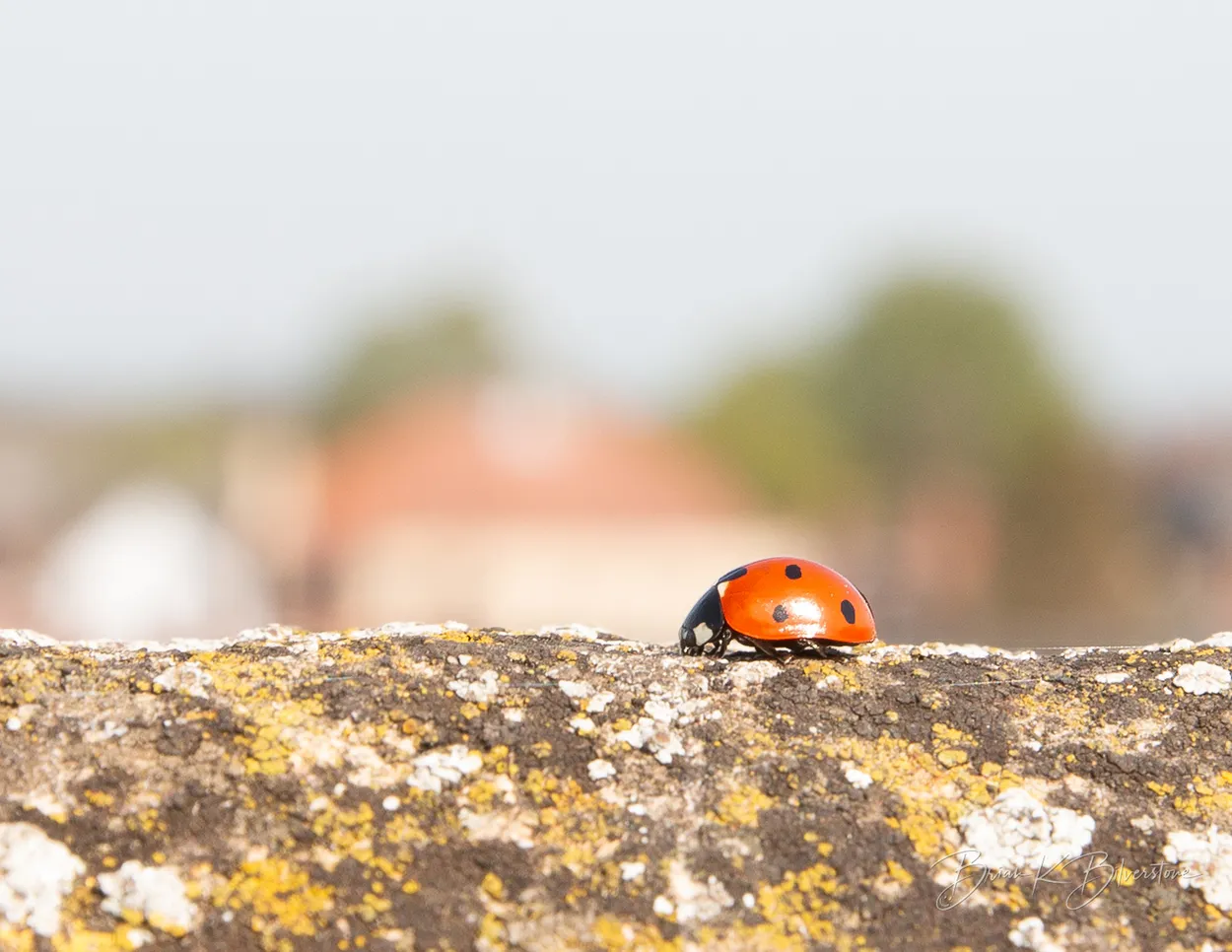 Castle Ladybird