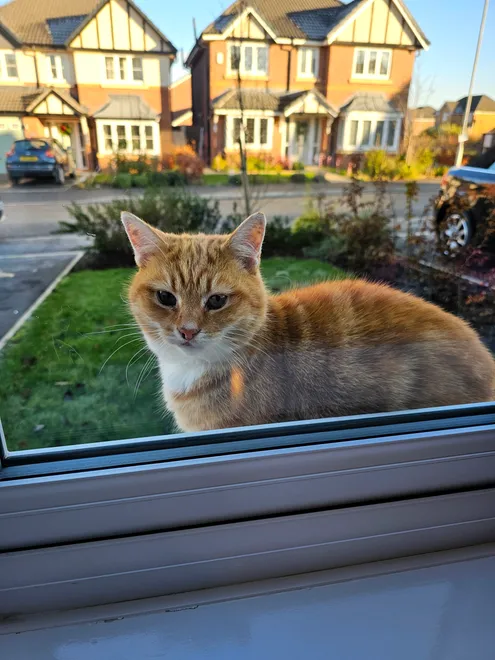 Cat in the window