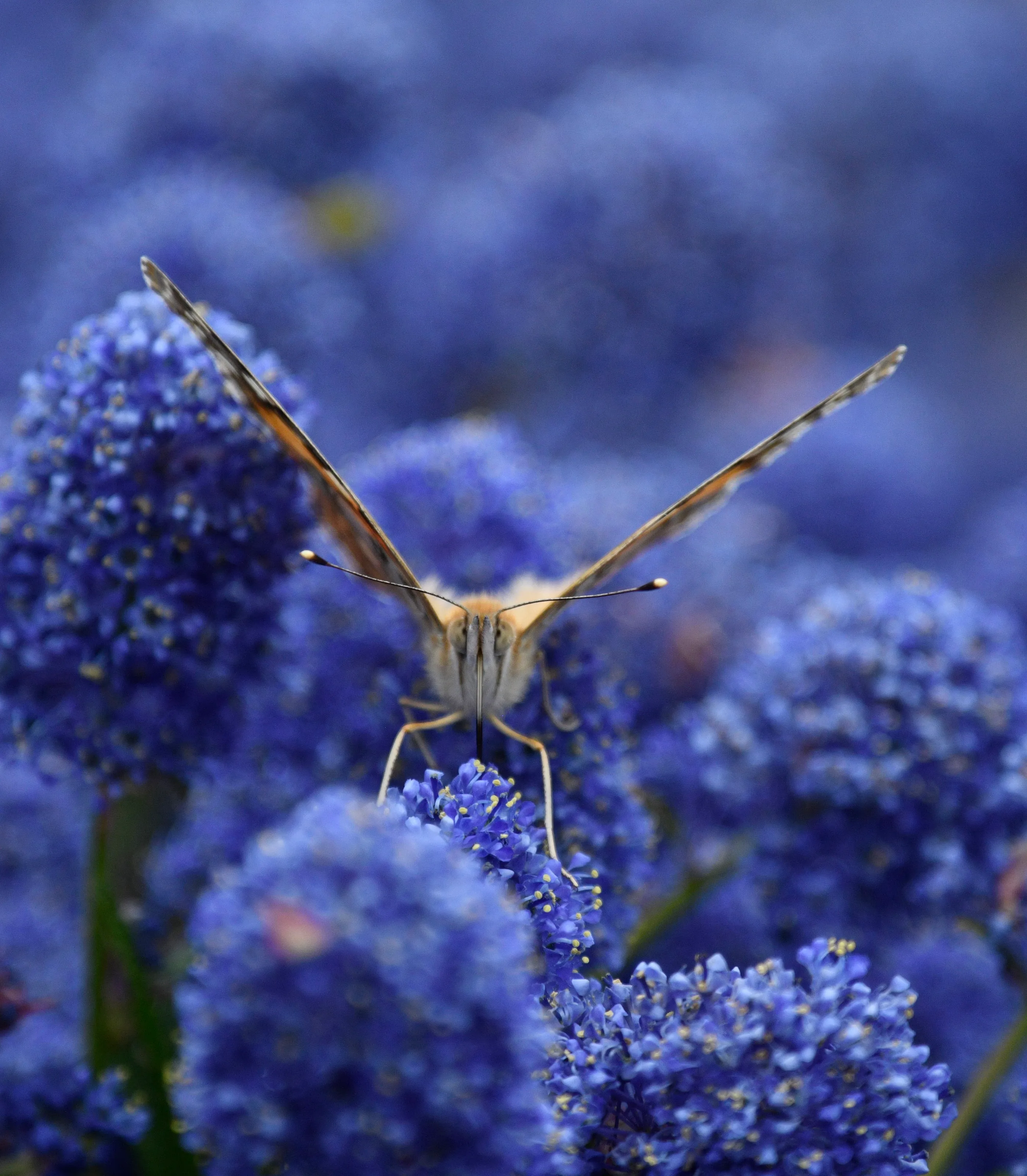 Painted Lady resting on a Ceanothus