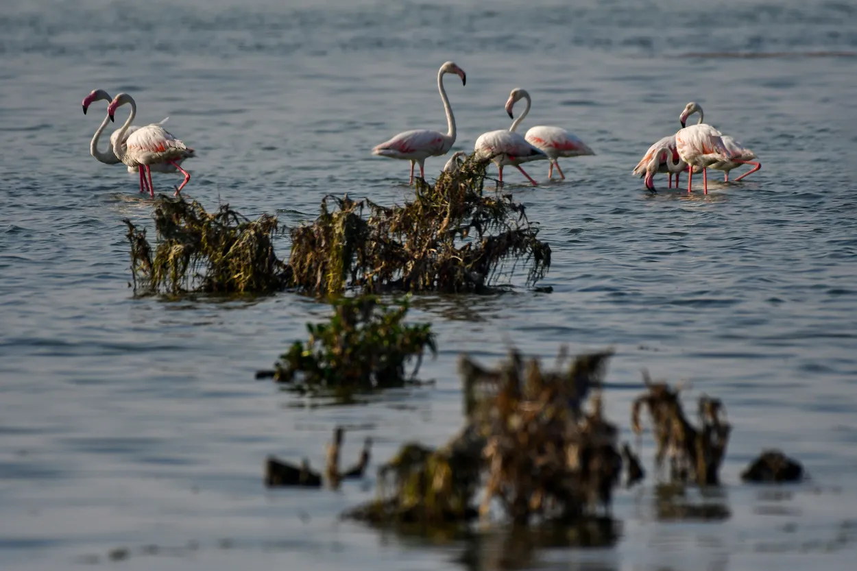 Flamingo Gathering in the Eastern Province Wetlands