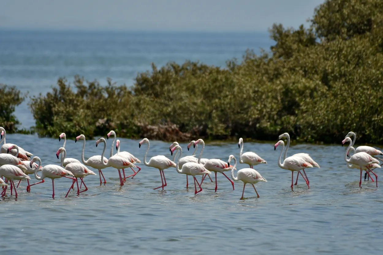 Flamingo Colony in the Mangrove Habitat