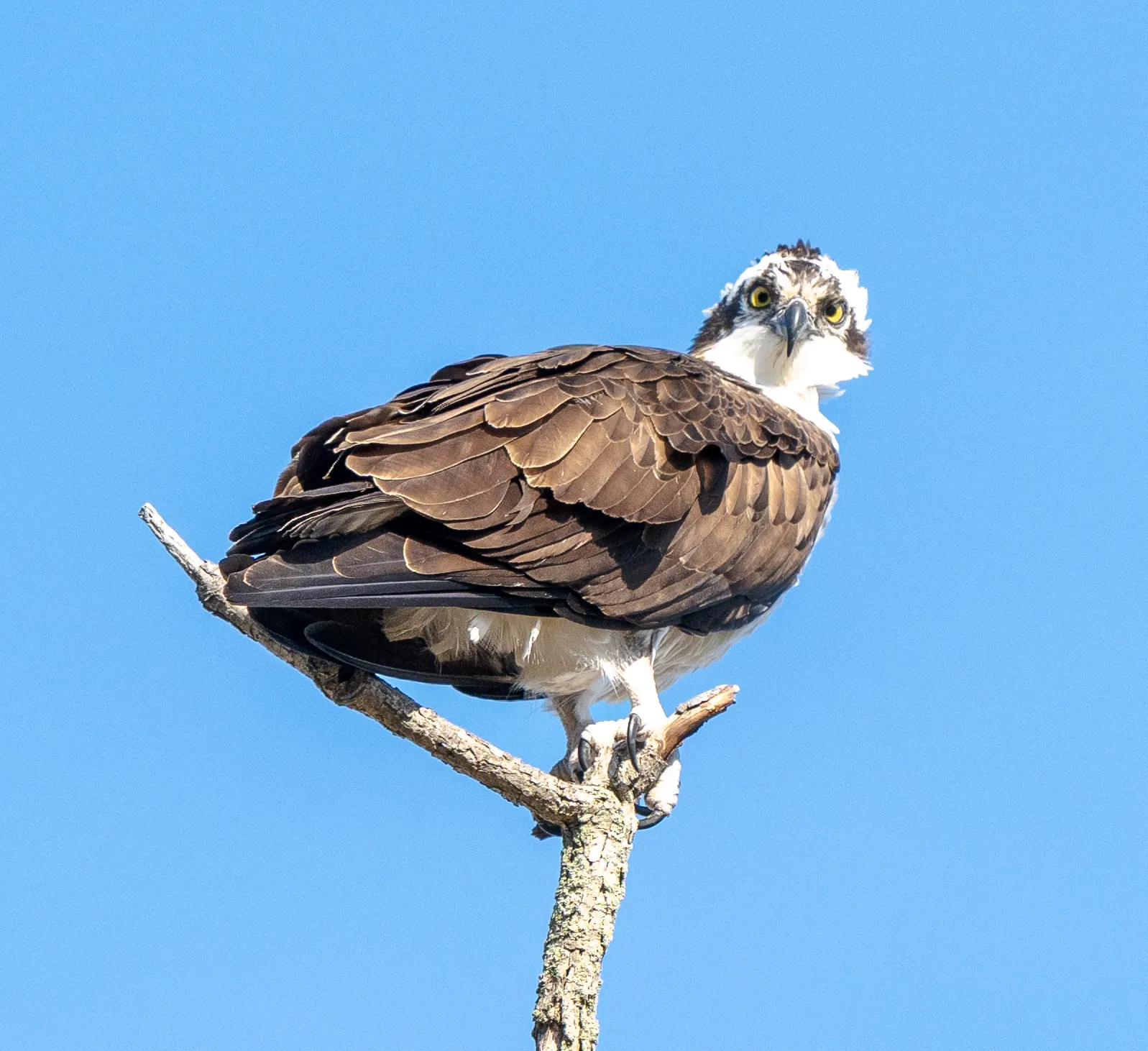 Osprey Staring