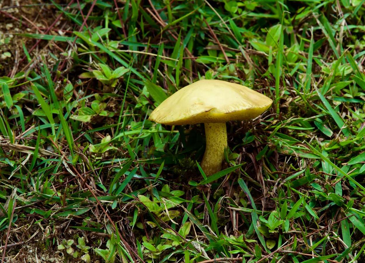 Mushroom In The Grass