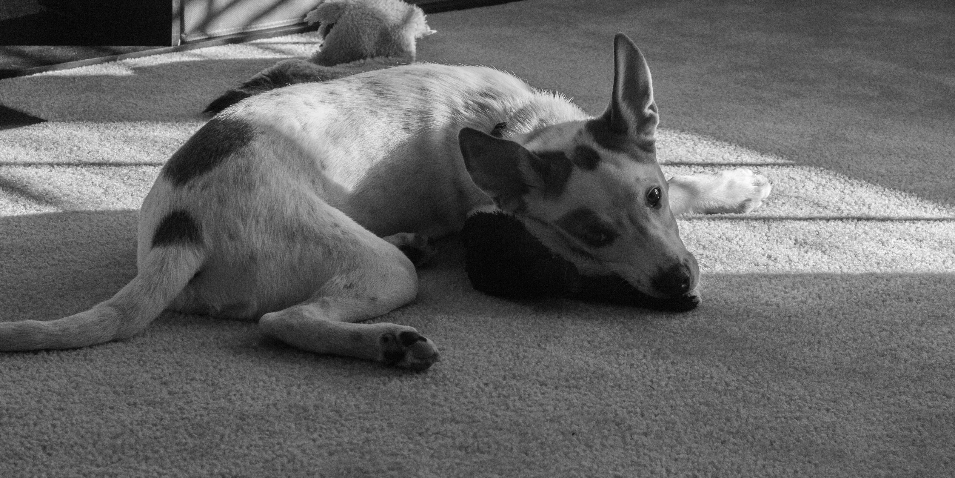 Finley