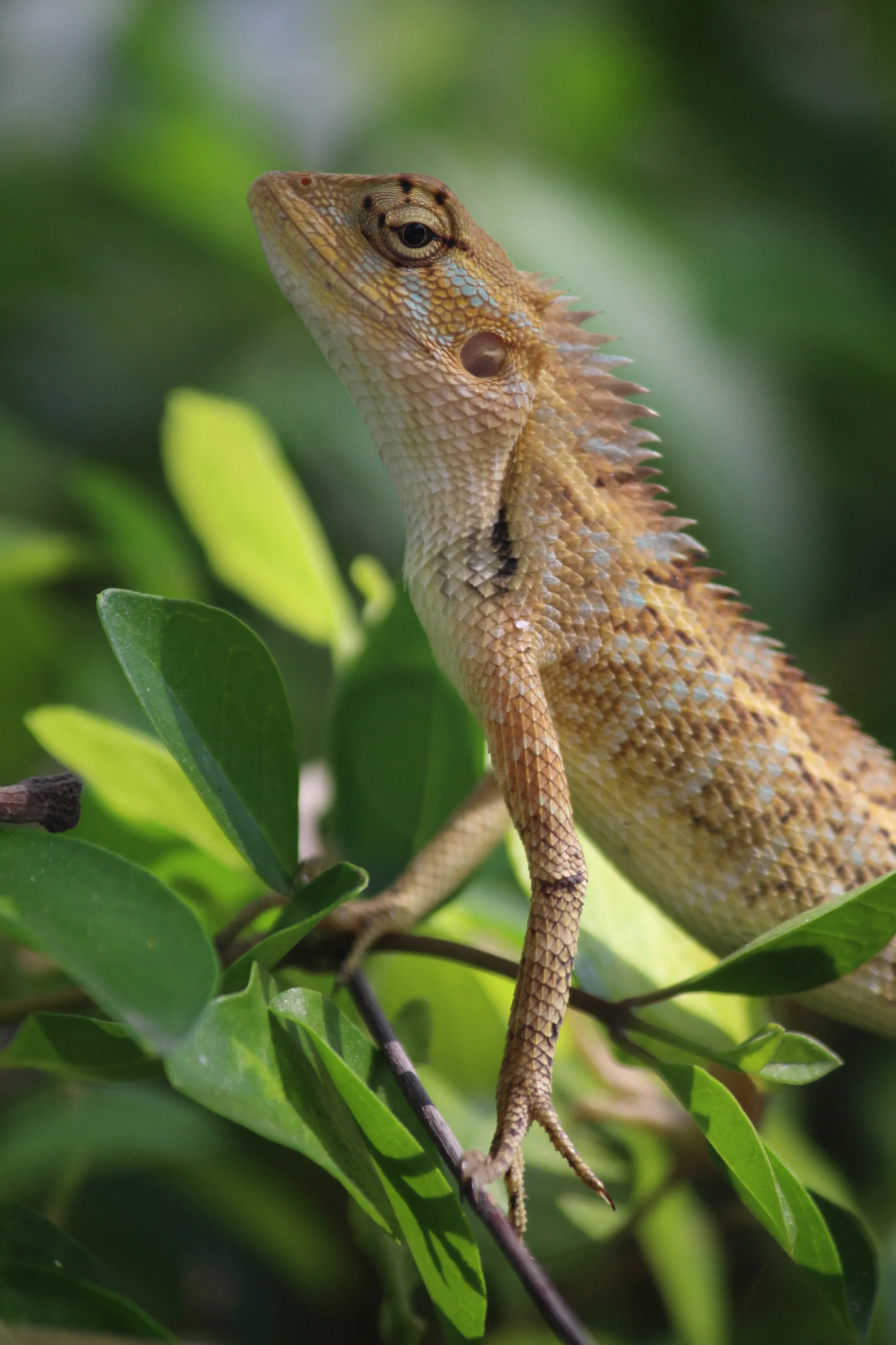 Chameleon