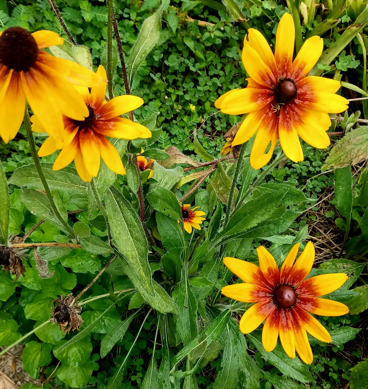 Entry 28984053