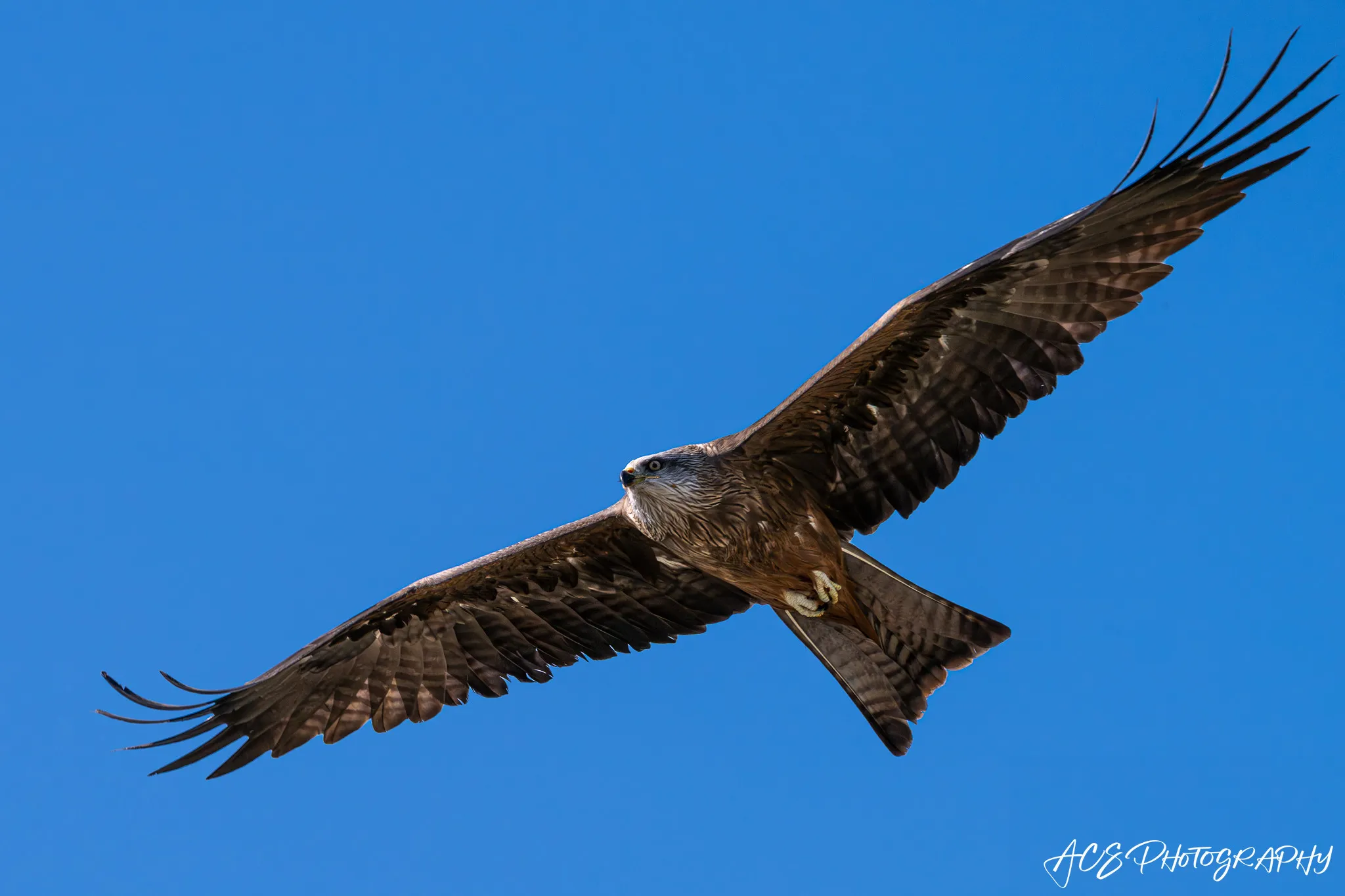 Black Kite