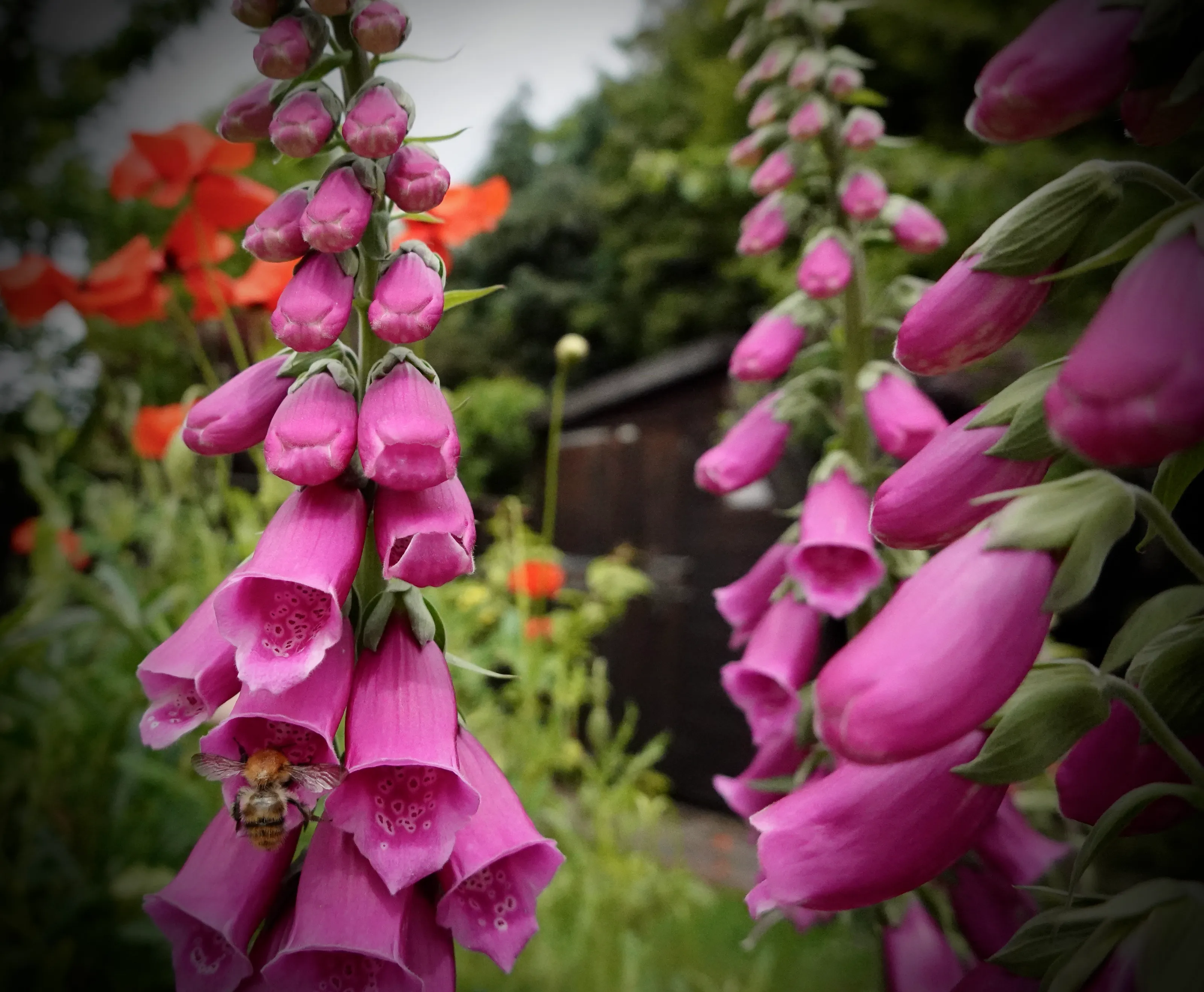 Foxgloves (in colour)
