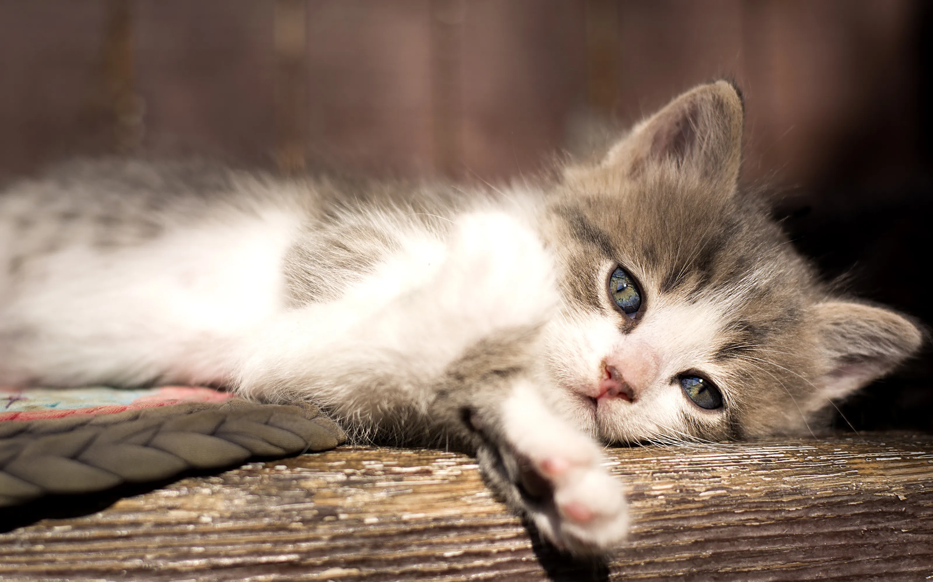 Kitten with blue eyes
