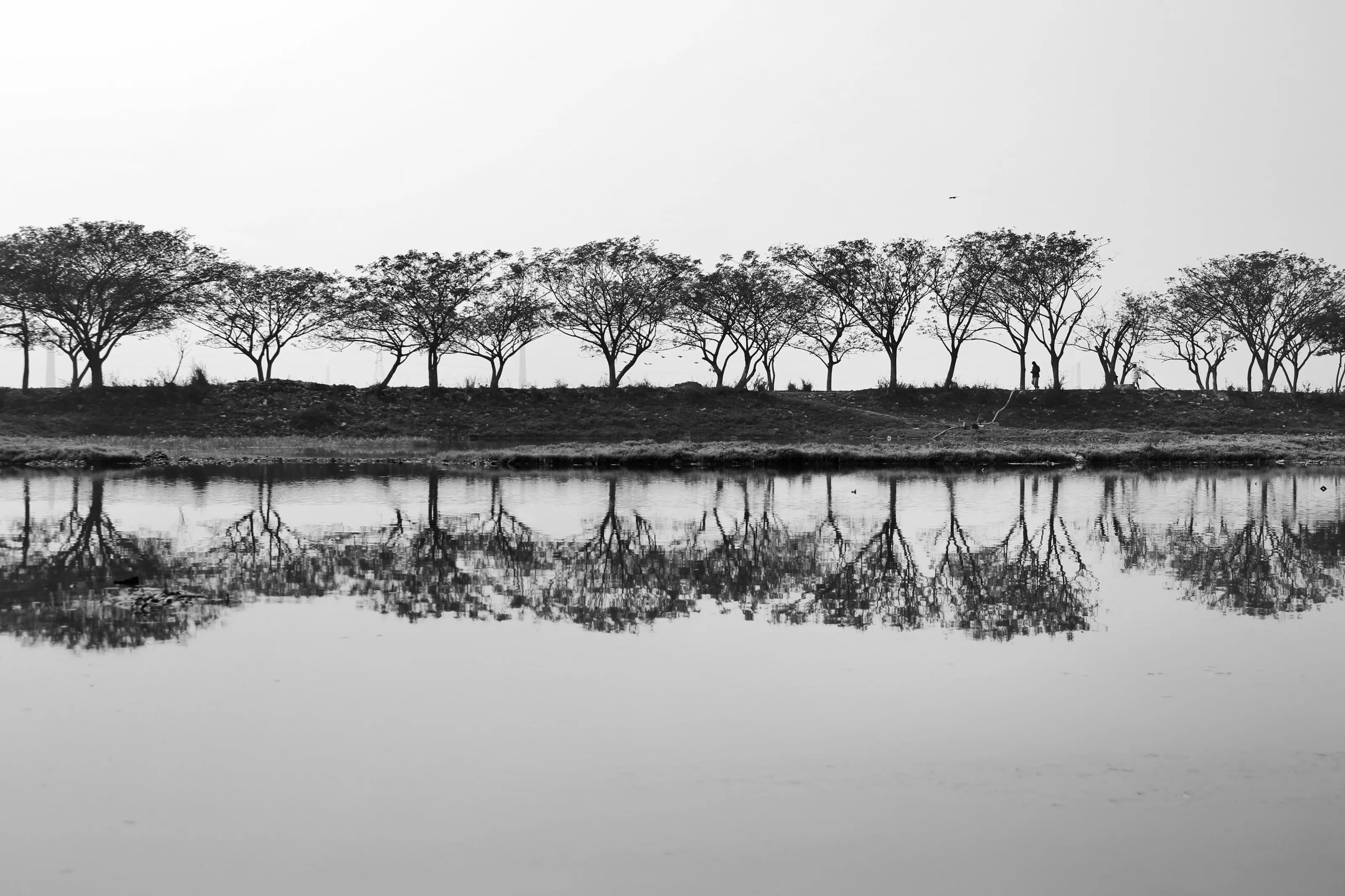 REFLECTION OF NATURE