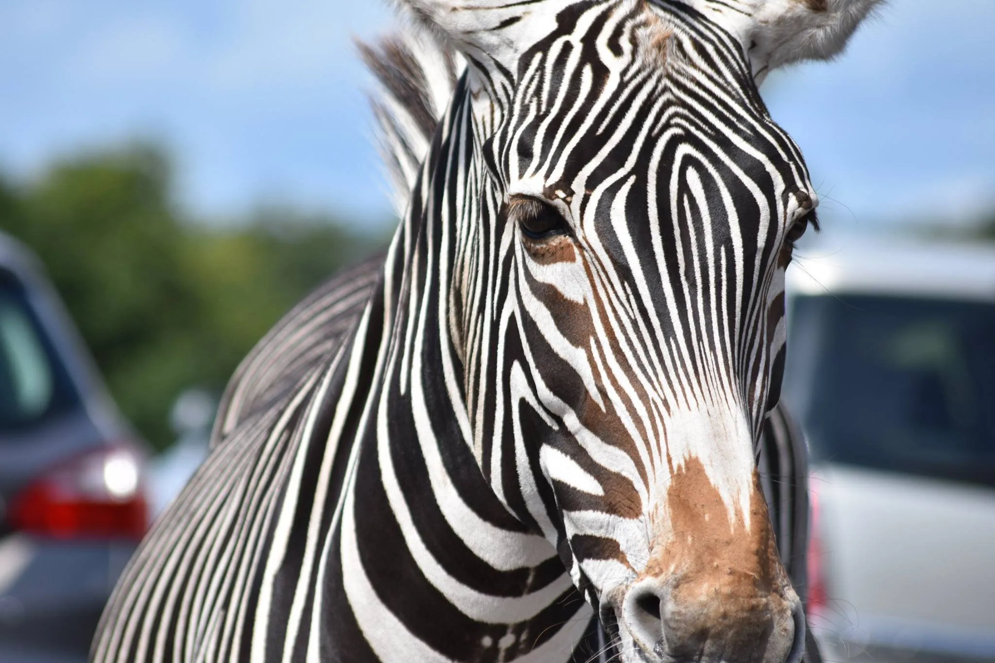 Black with white stripes or Not?