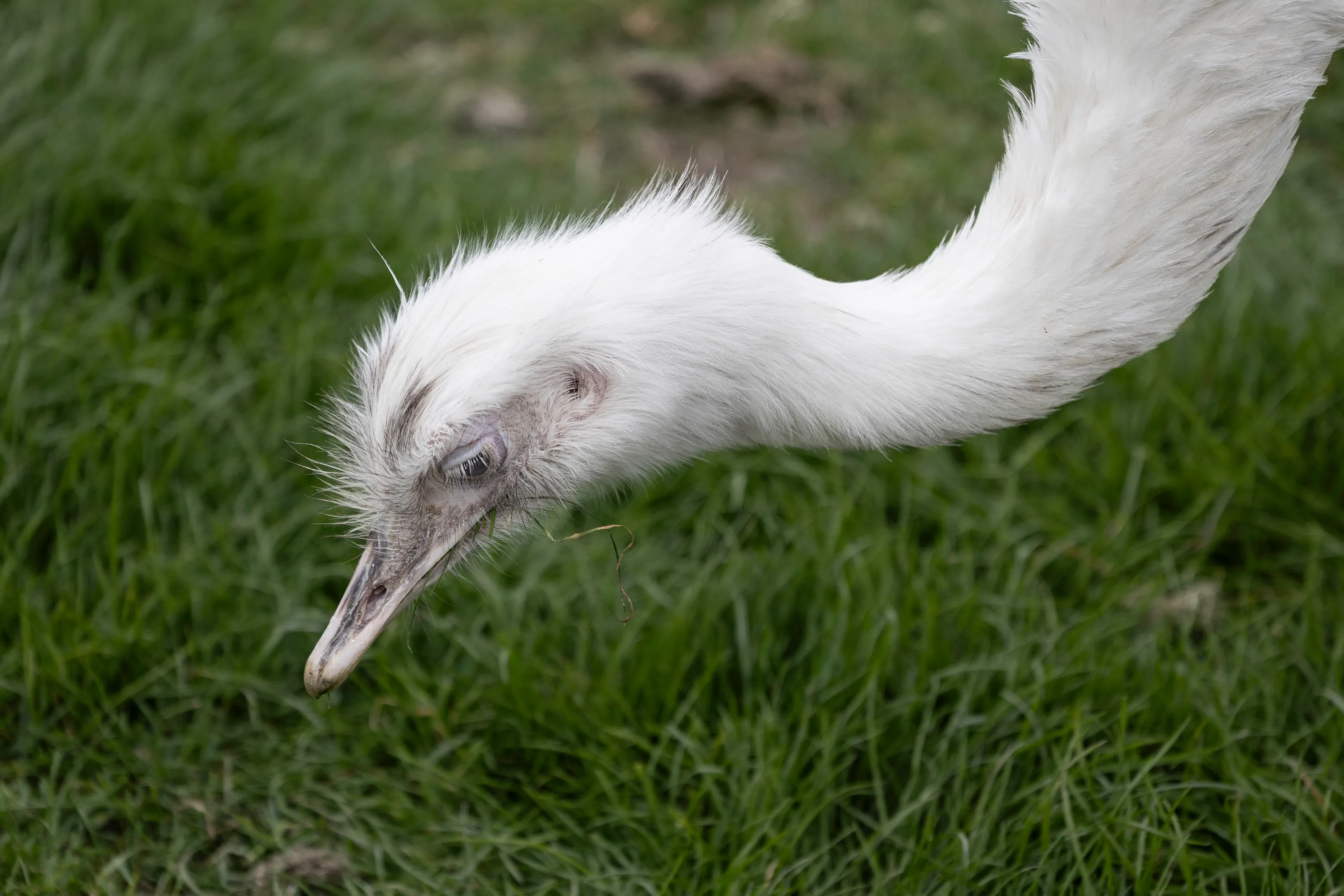 Rheas, Ostriches and Emus