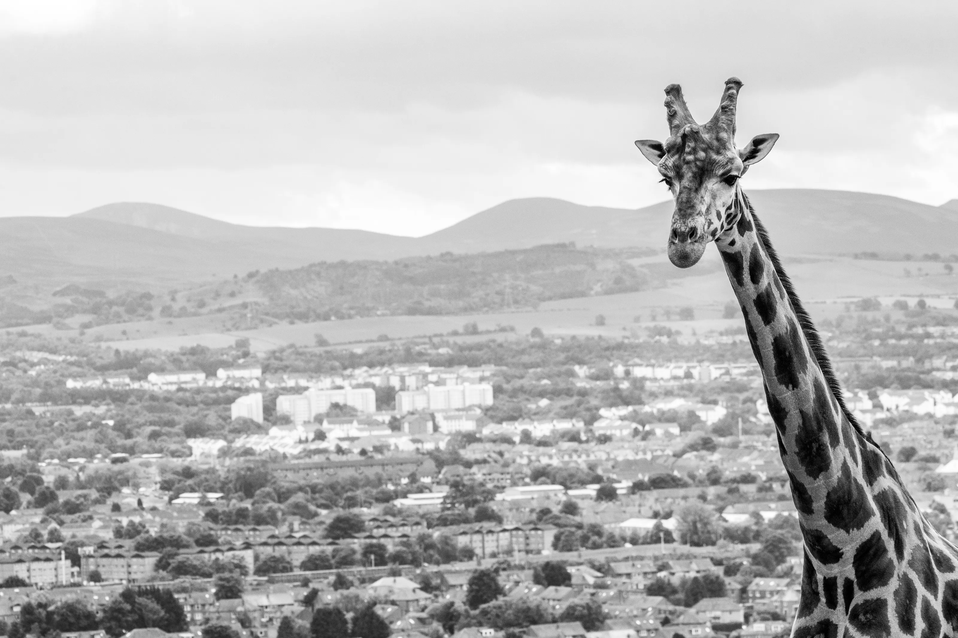 Giant in The (Concrete) Jungle
