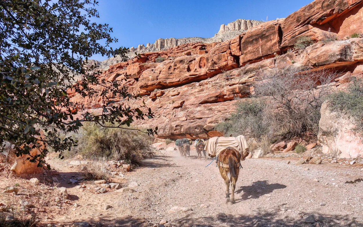 🐴🏜️ Life at the Bottom of the Grand Canyon 🏜️🐴