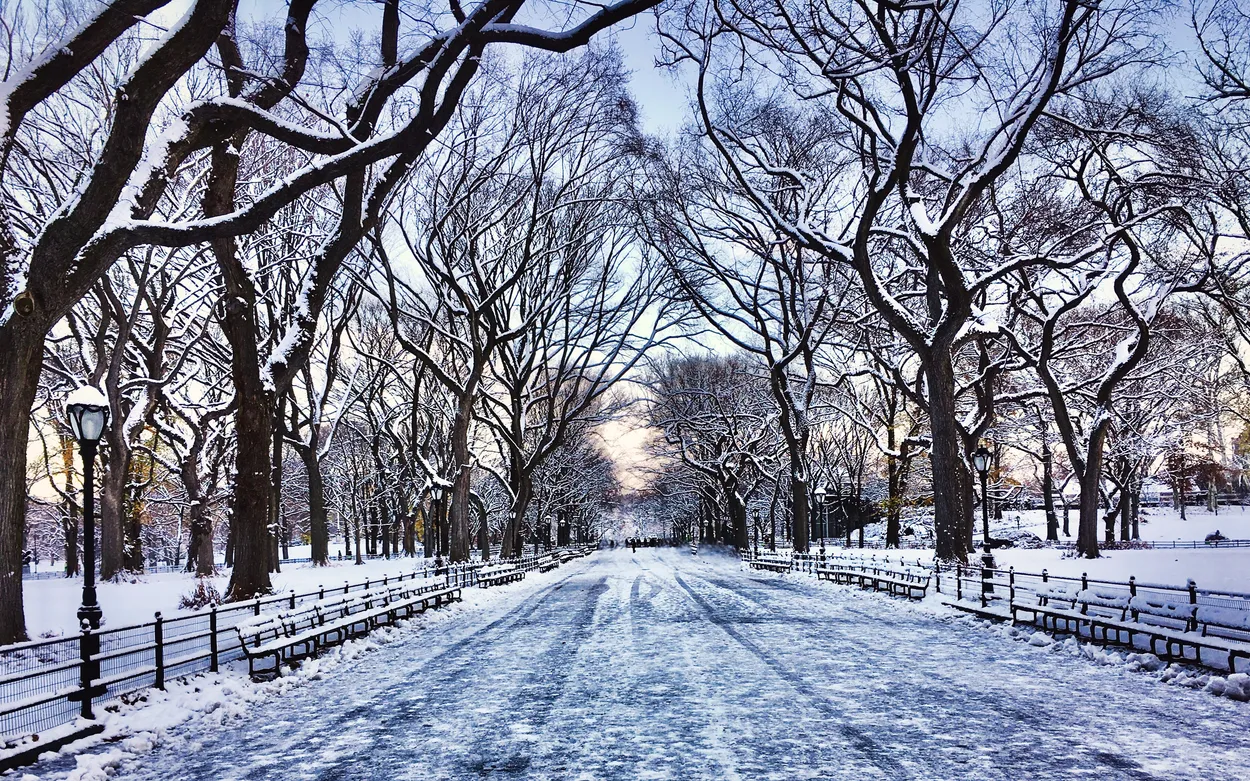 ❄️🌳 Winter in Central Park 🌳❄️