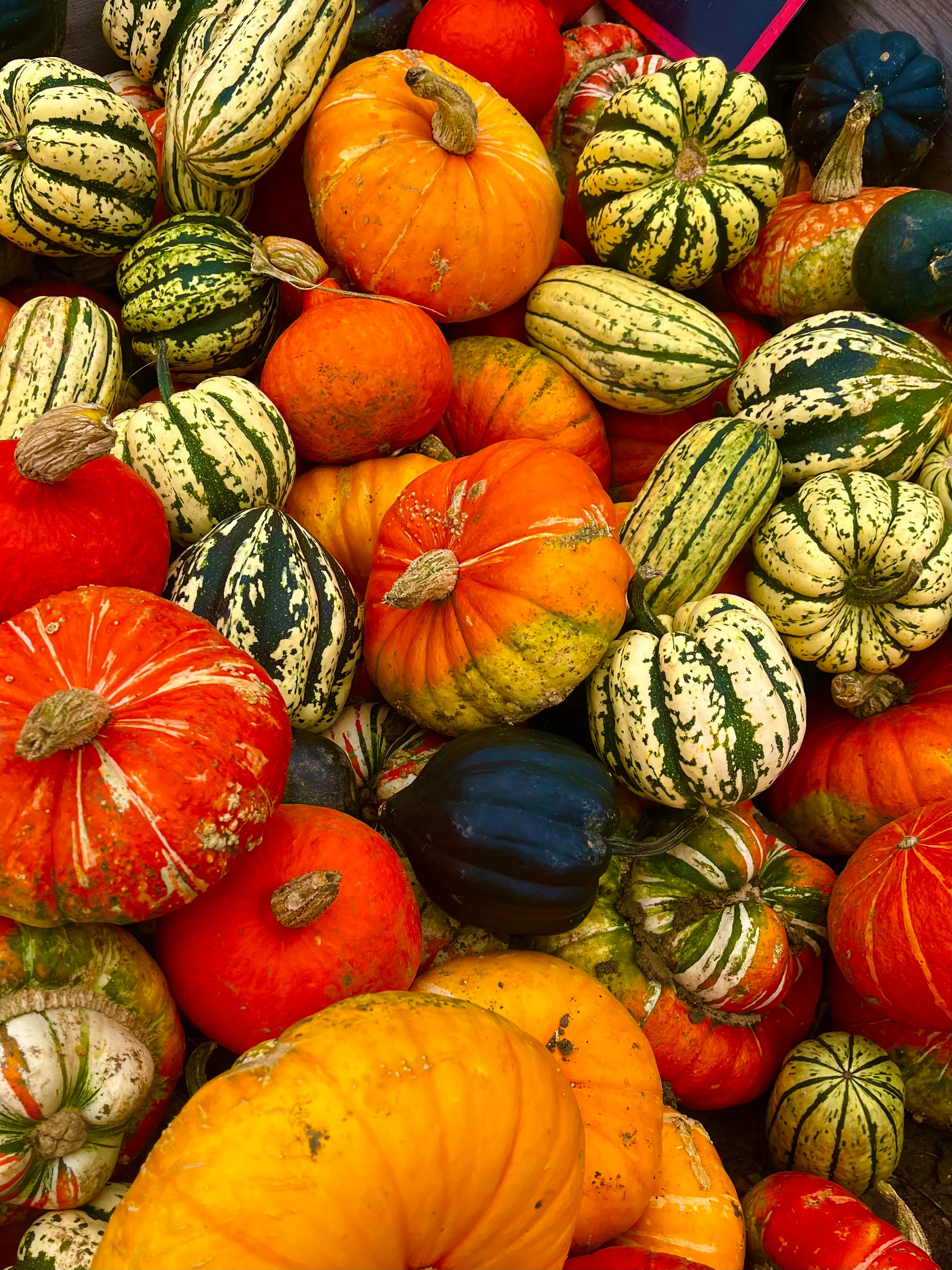 Pumpkins