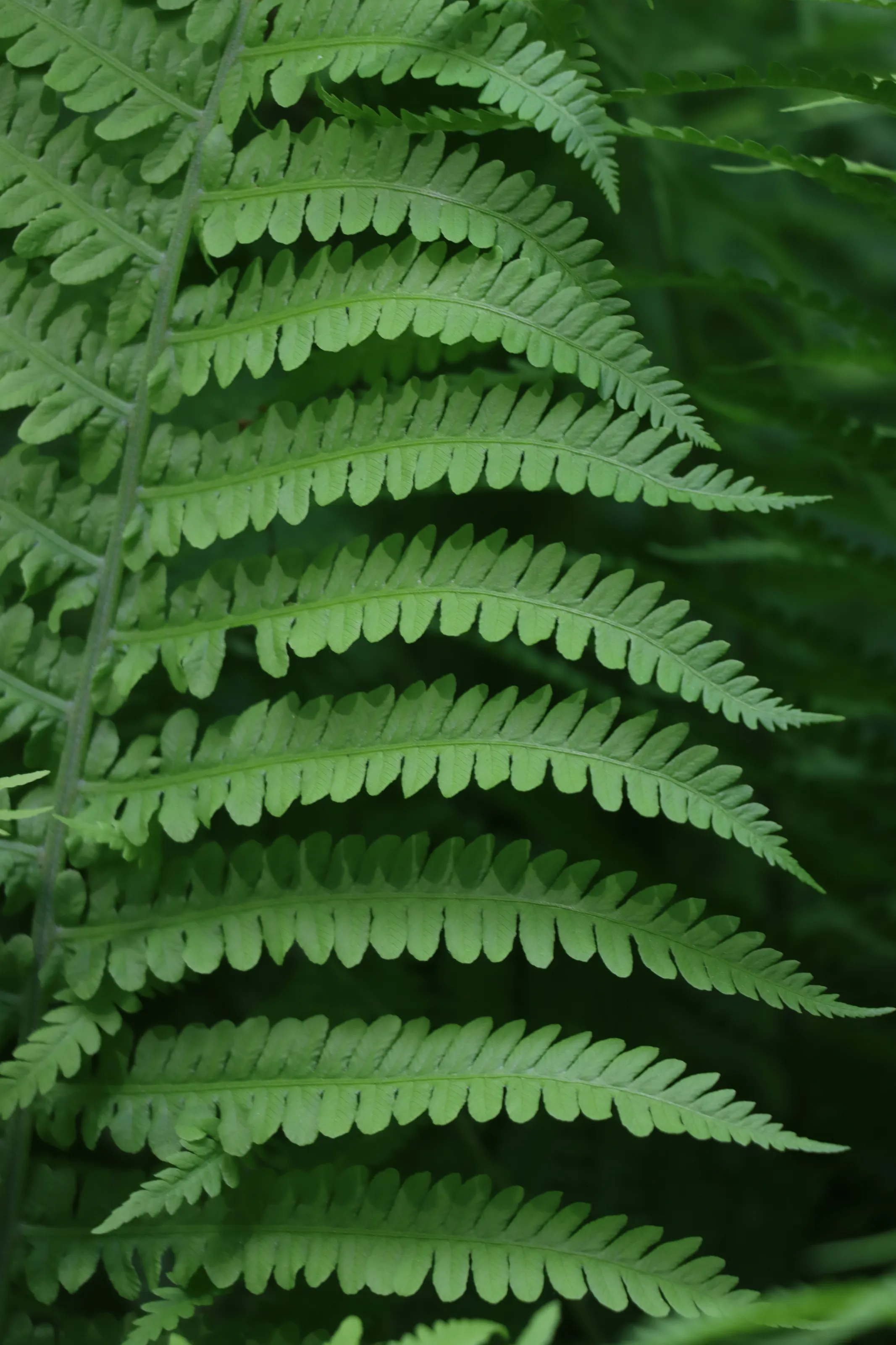 Fern