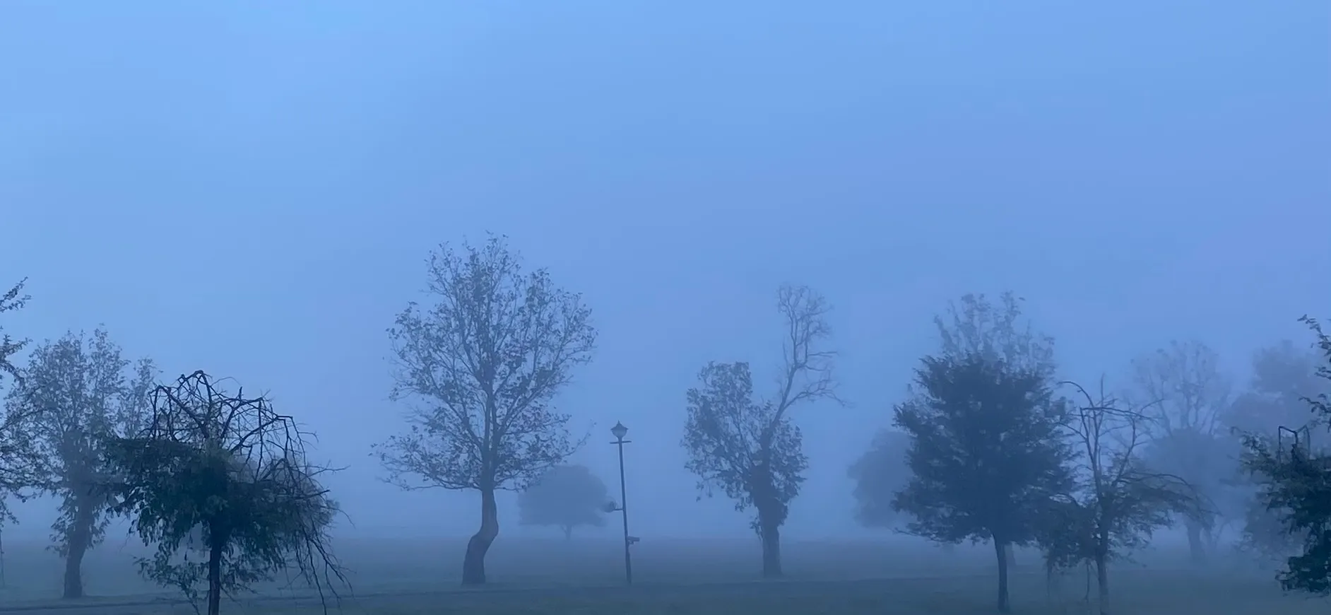 Misty morning in the woods