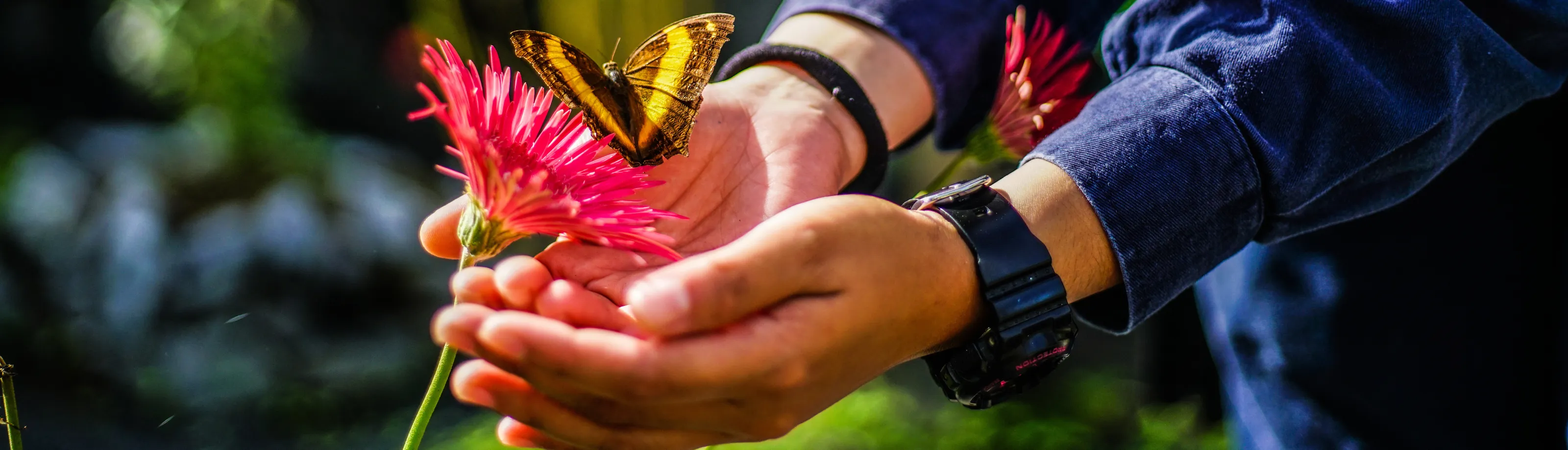 The Butterfly Effect