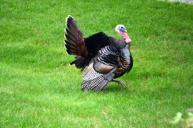 Daily Visitor