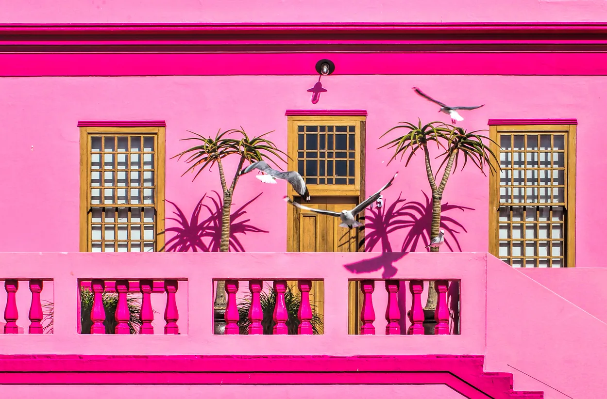 birds blocking bo kaap