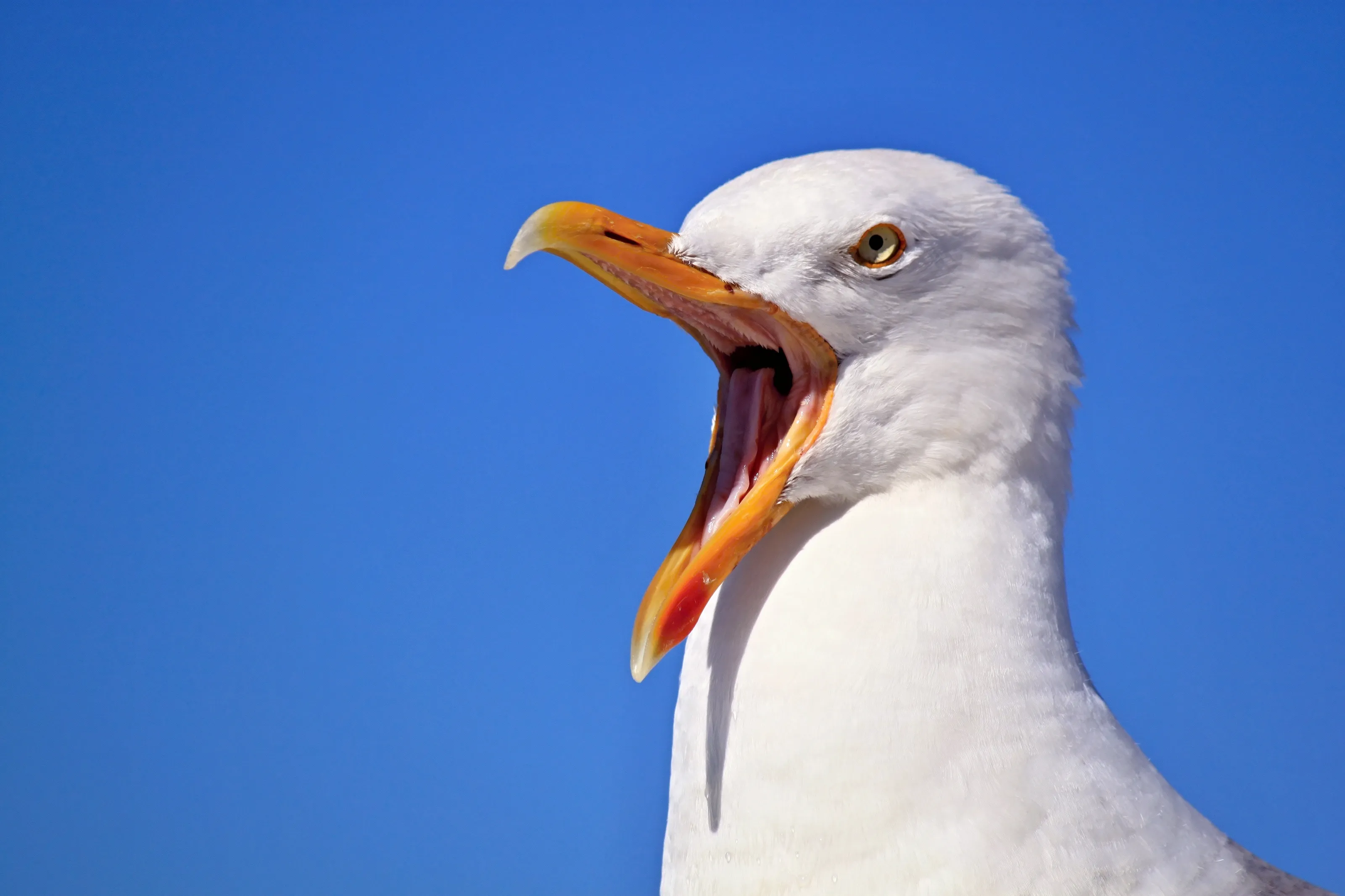 Living Birds with Their Mouths Open