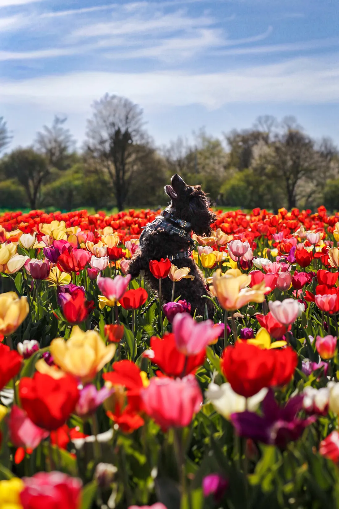 Pets Outdoors Amongst Flowers (in colour)