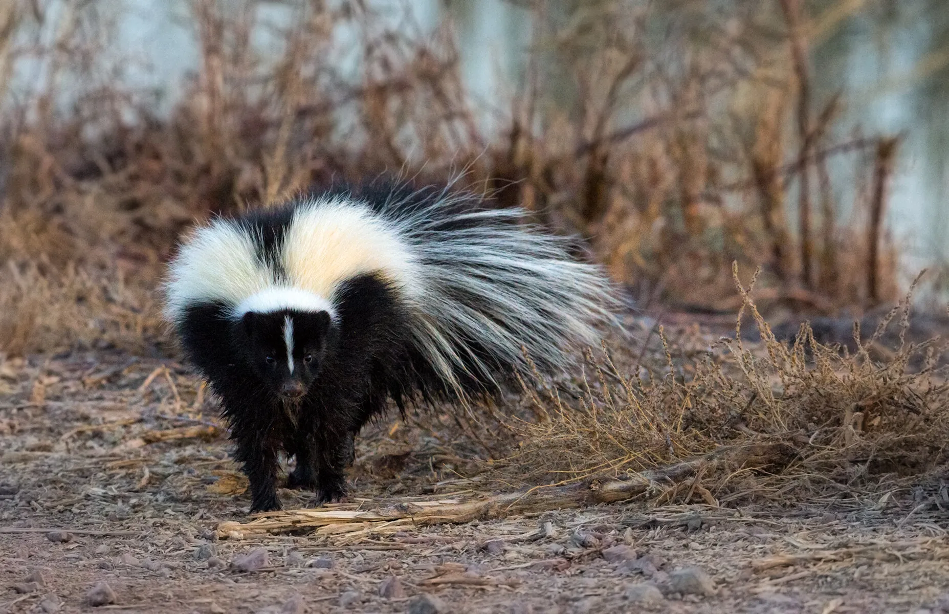 Bosque Skunk... 2017 Holiday Treat