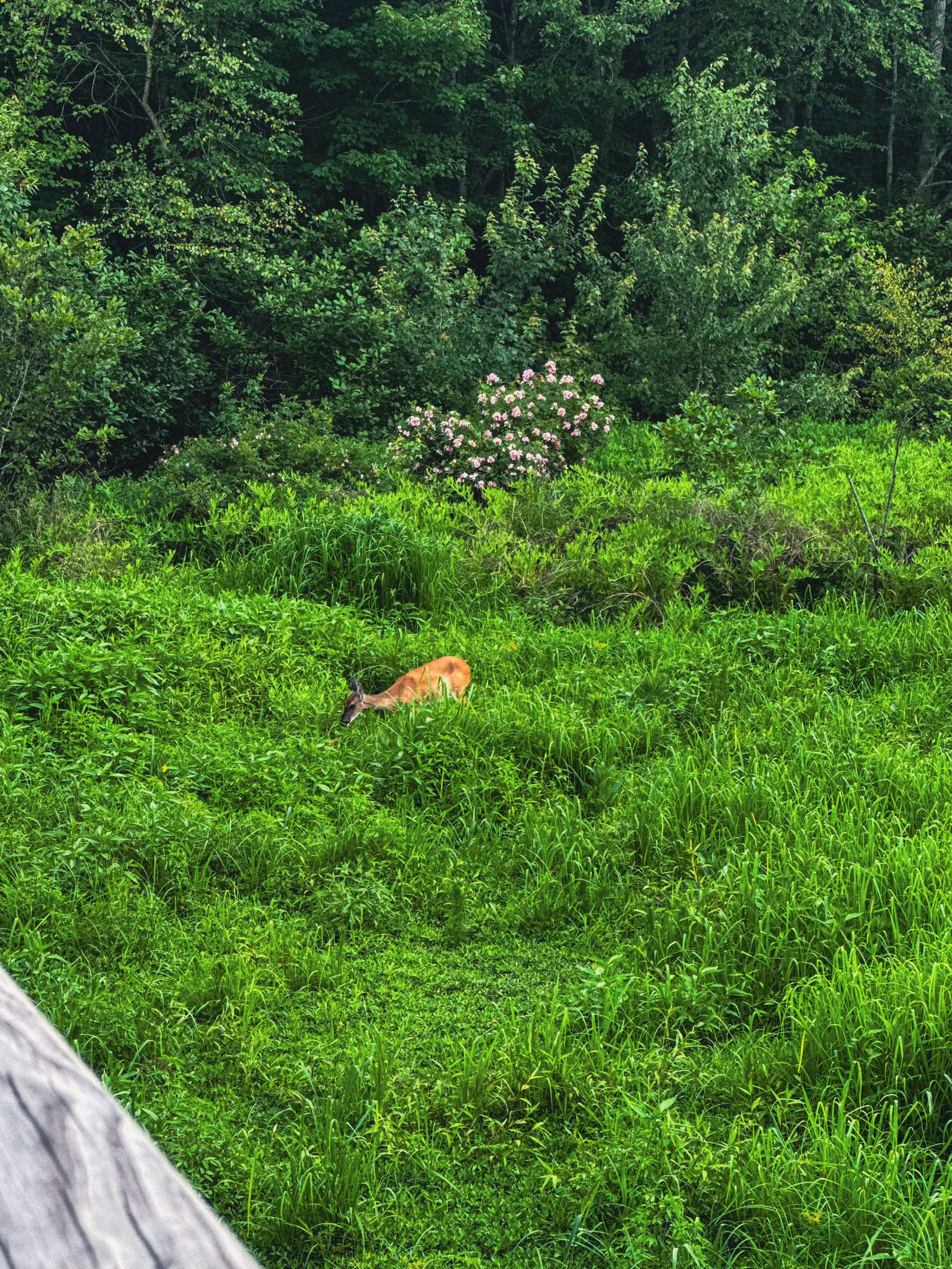 A Quiet Visitor