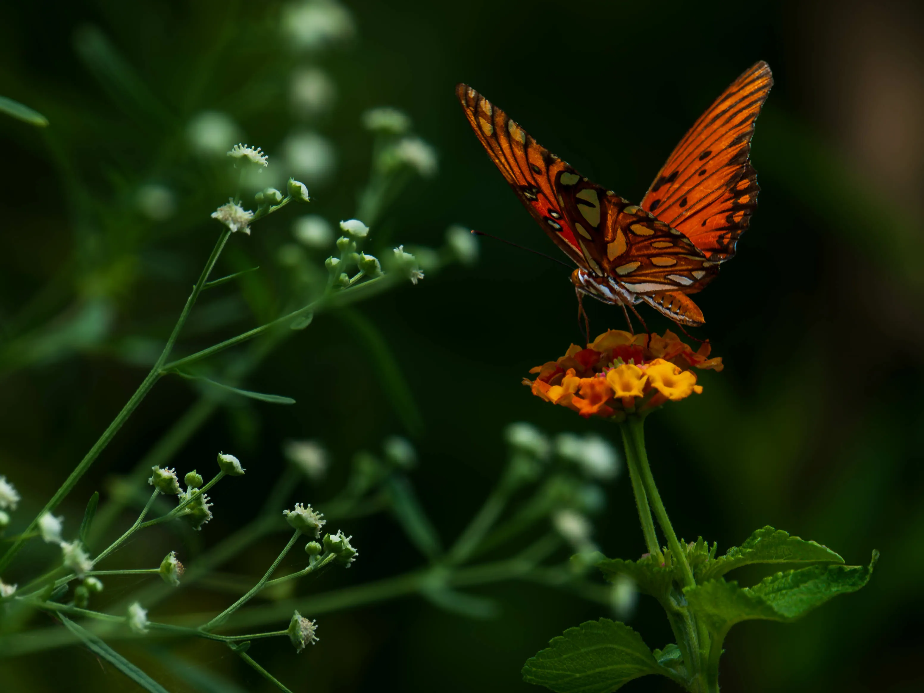 Insects