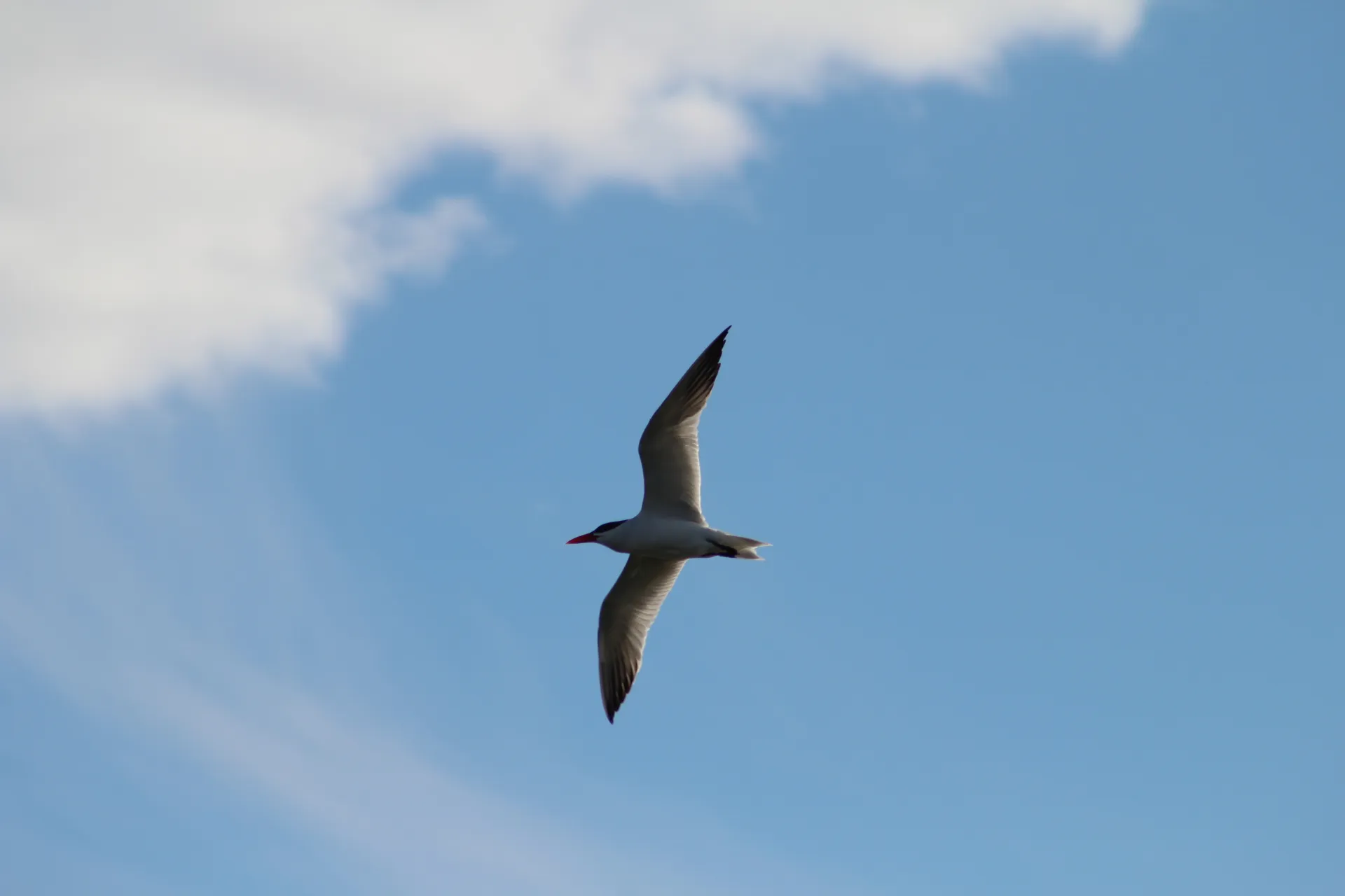 Caspian in flight