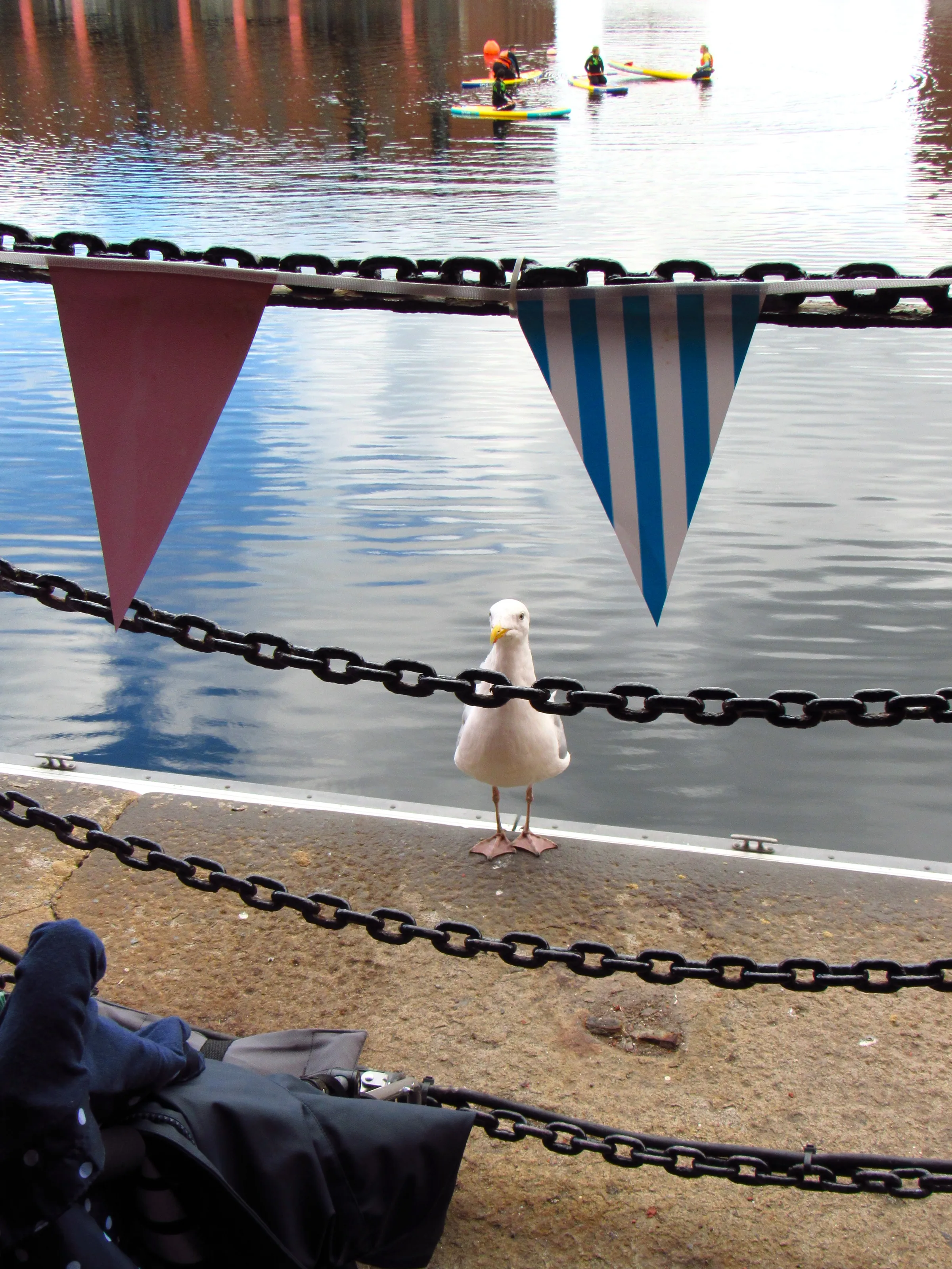 Gull in Chains