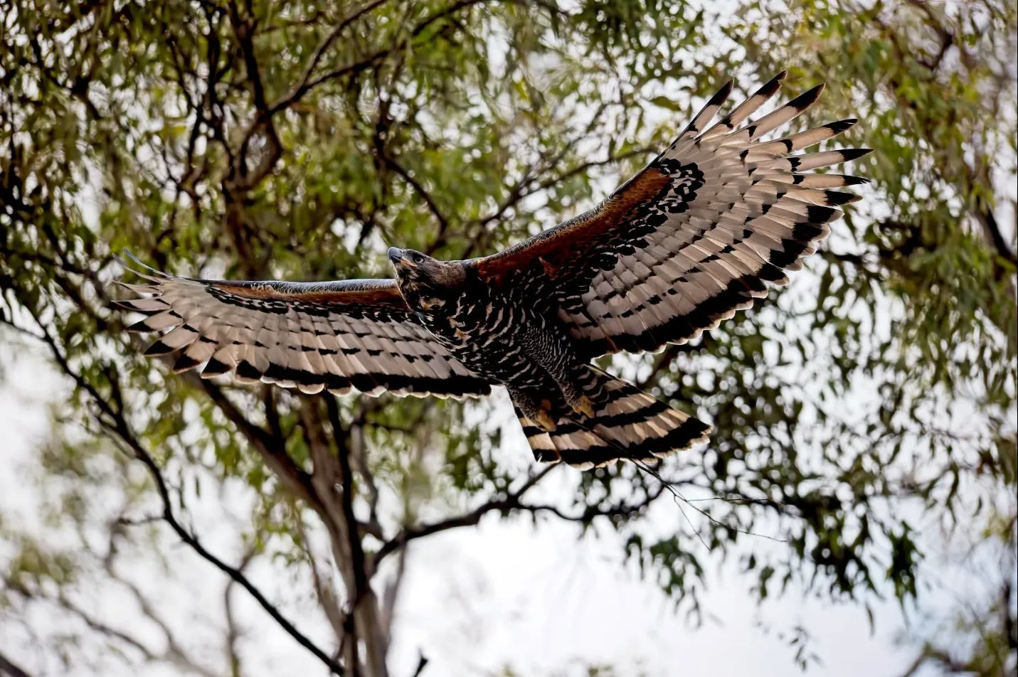 Crown Eagle