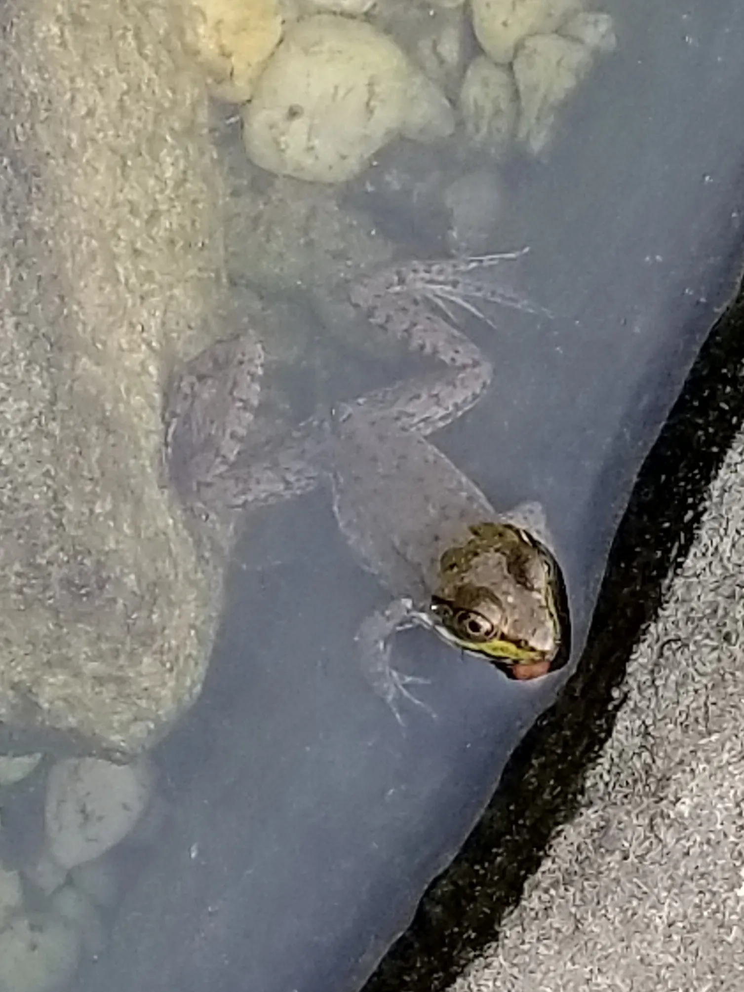 Toad in the backyard