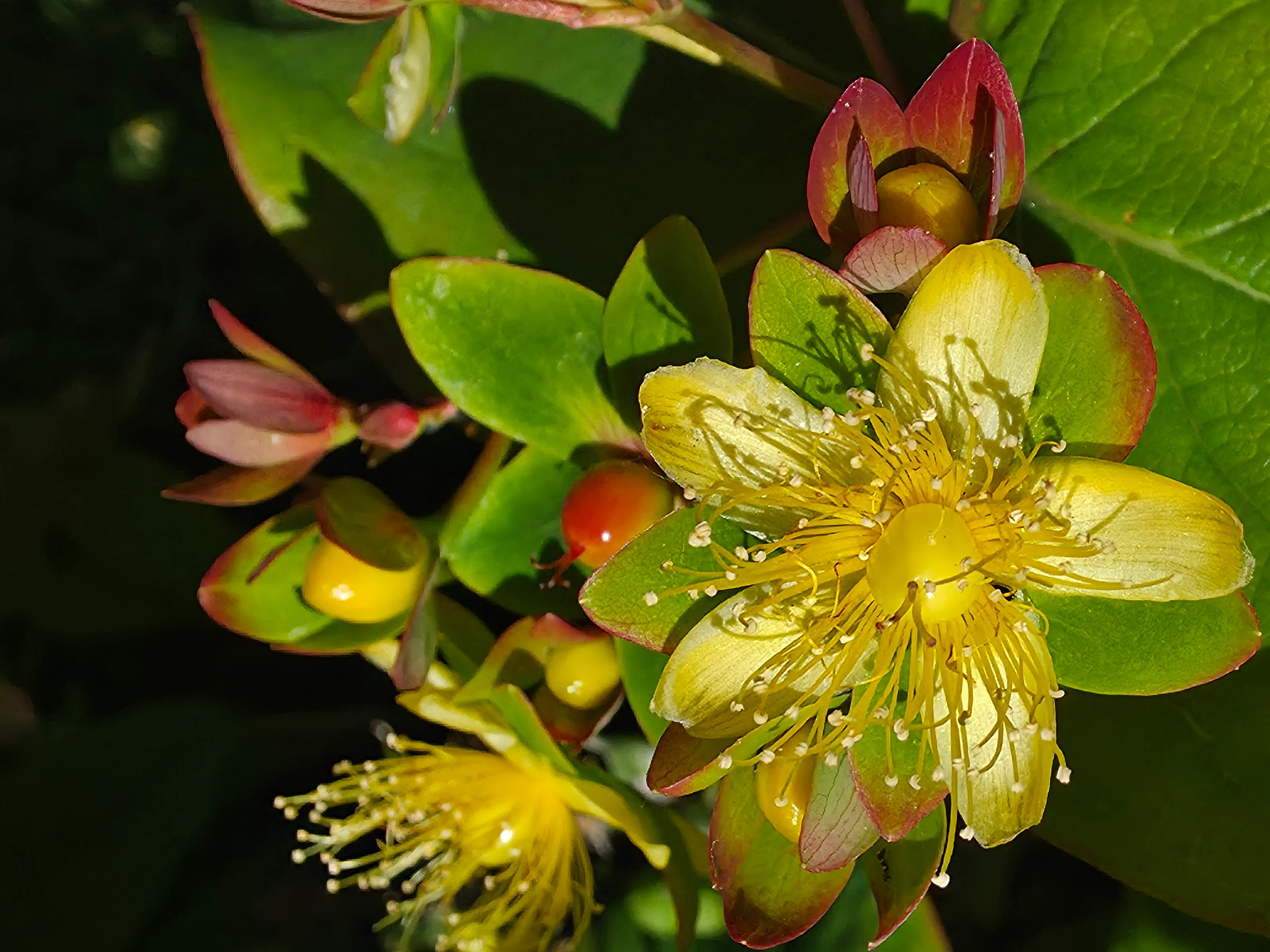 Flower