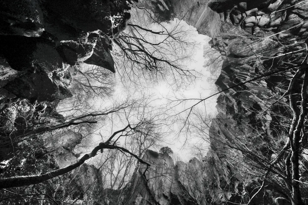 Trees In Caves