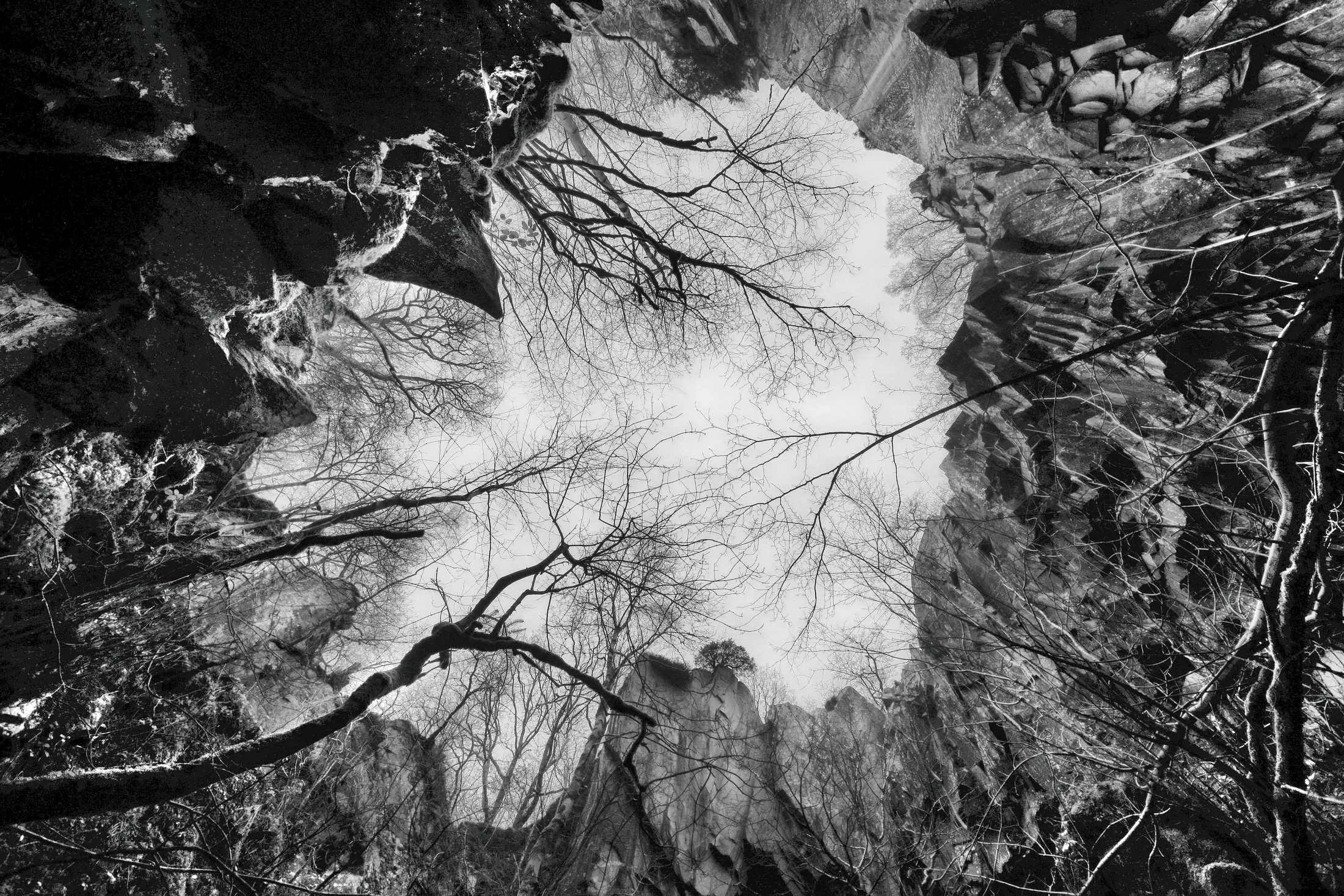 Trees In Caves
