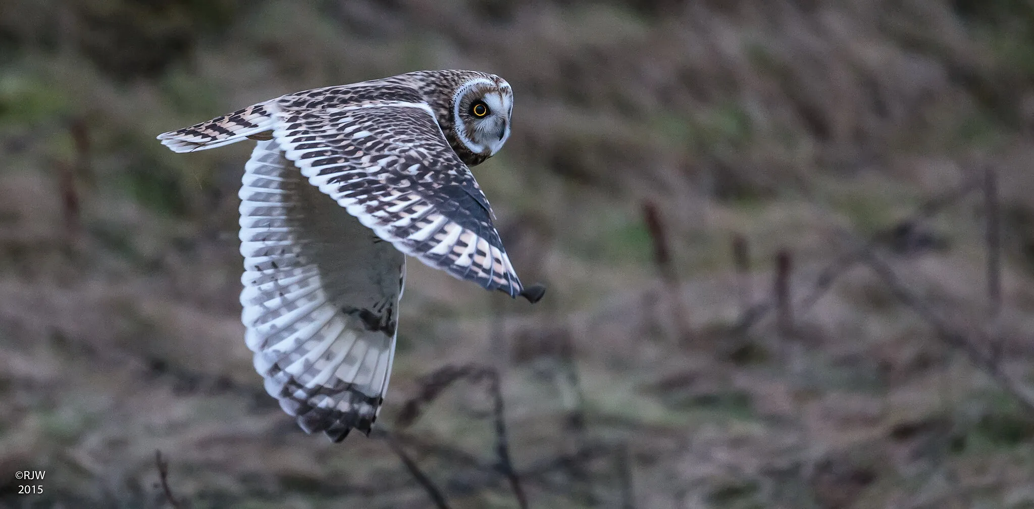 Entry 2113012