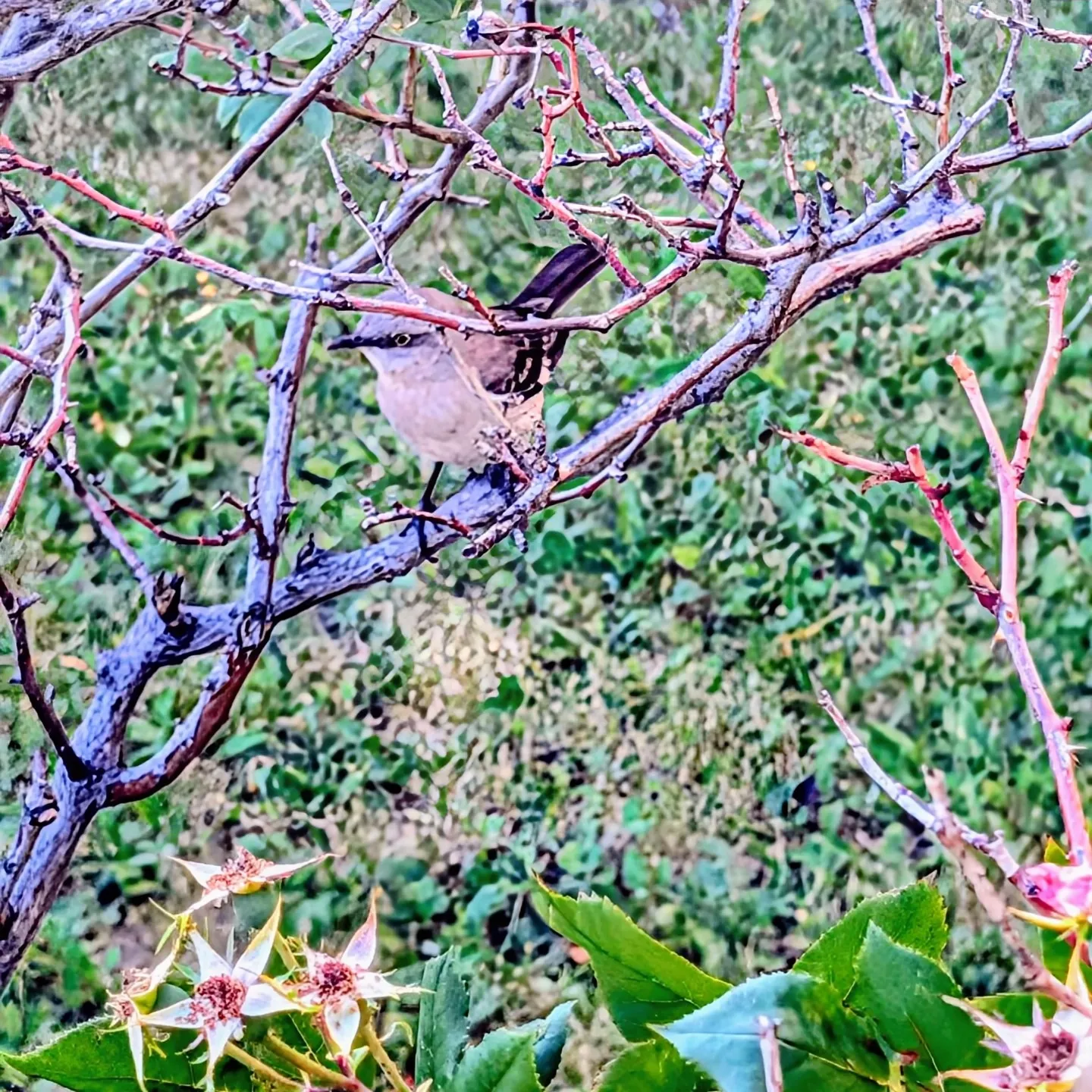 American Mockingbird