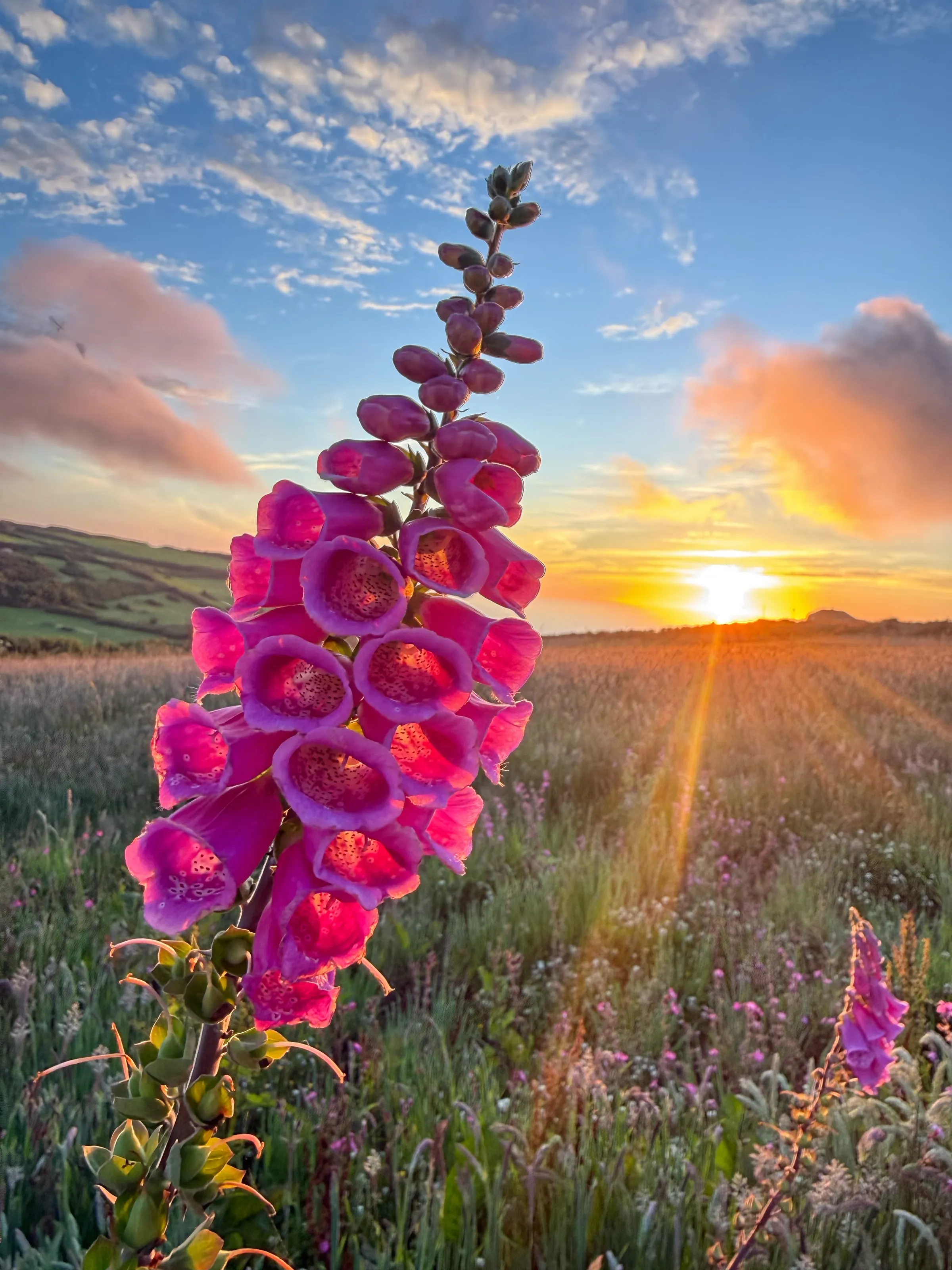 Solstice glow