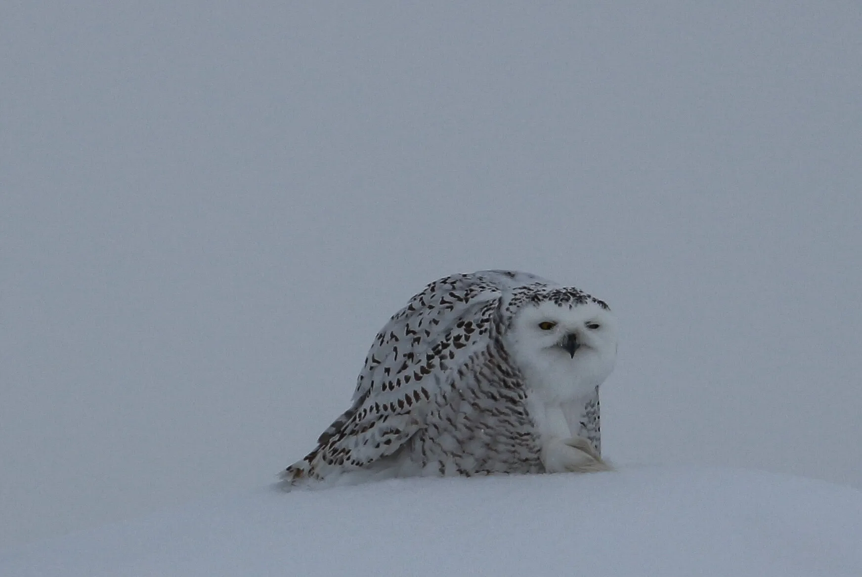 Snow owl watching every move !!!