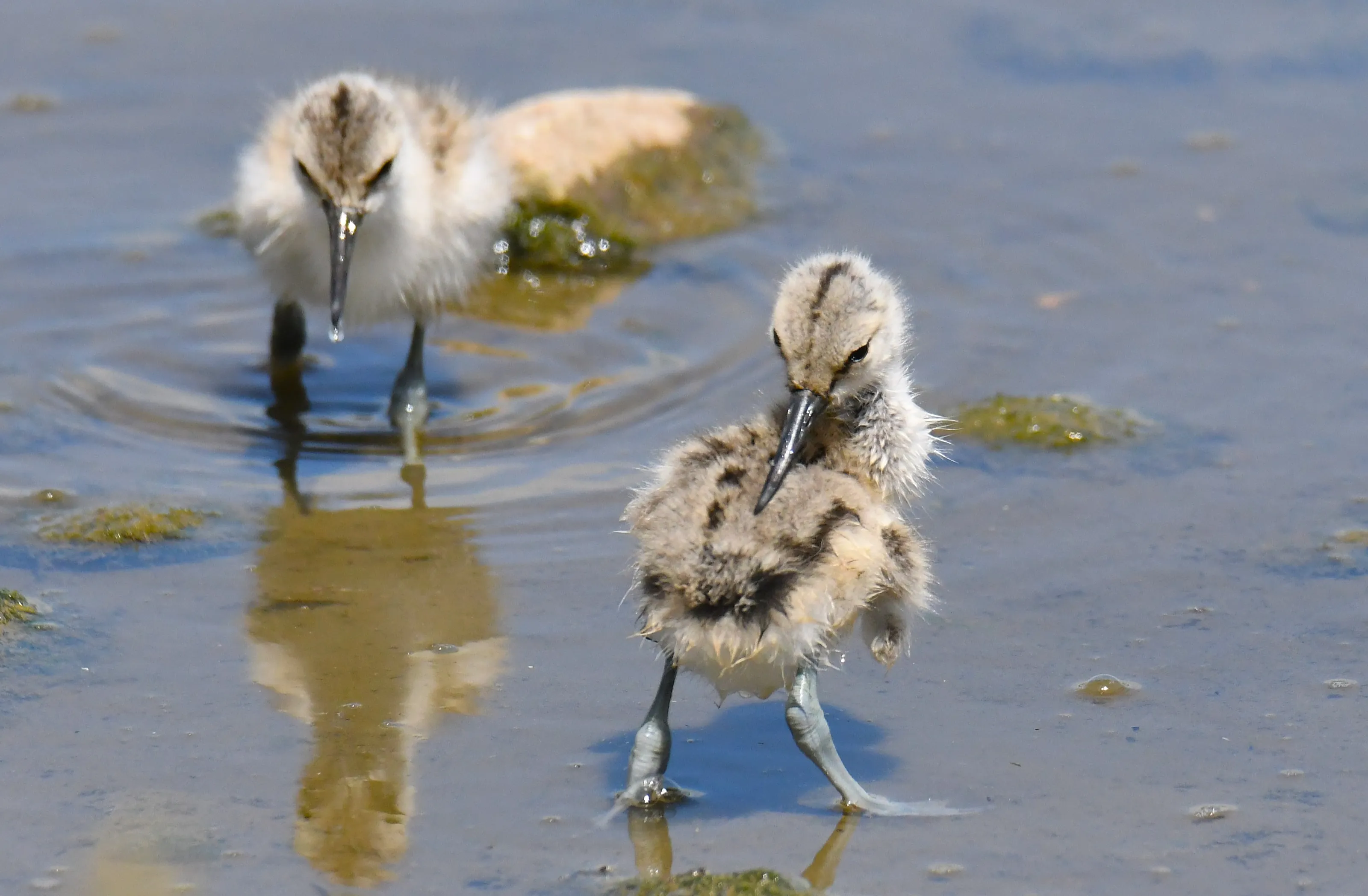 A pair of Avocet chicks