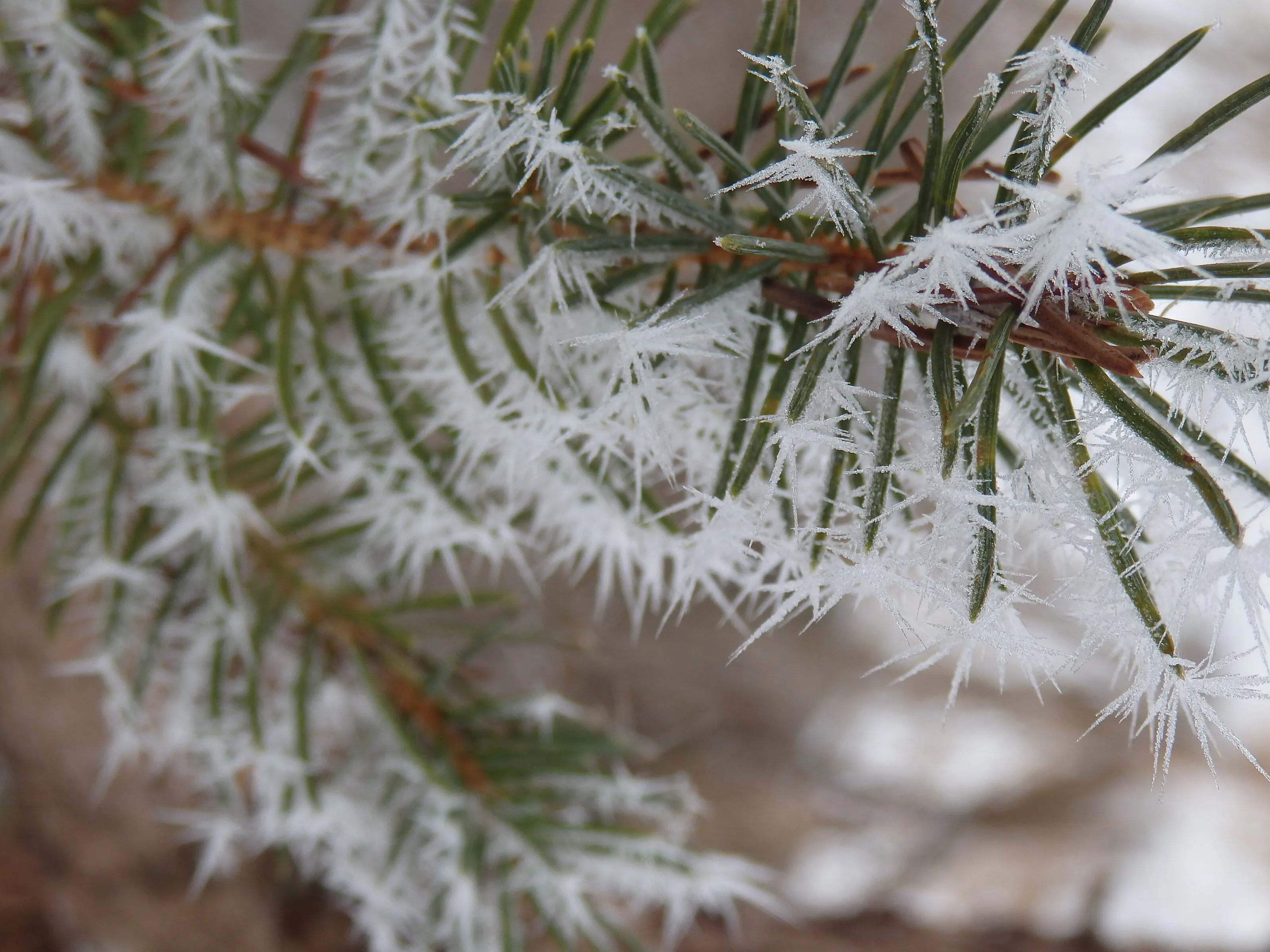 Frosted Pine
