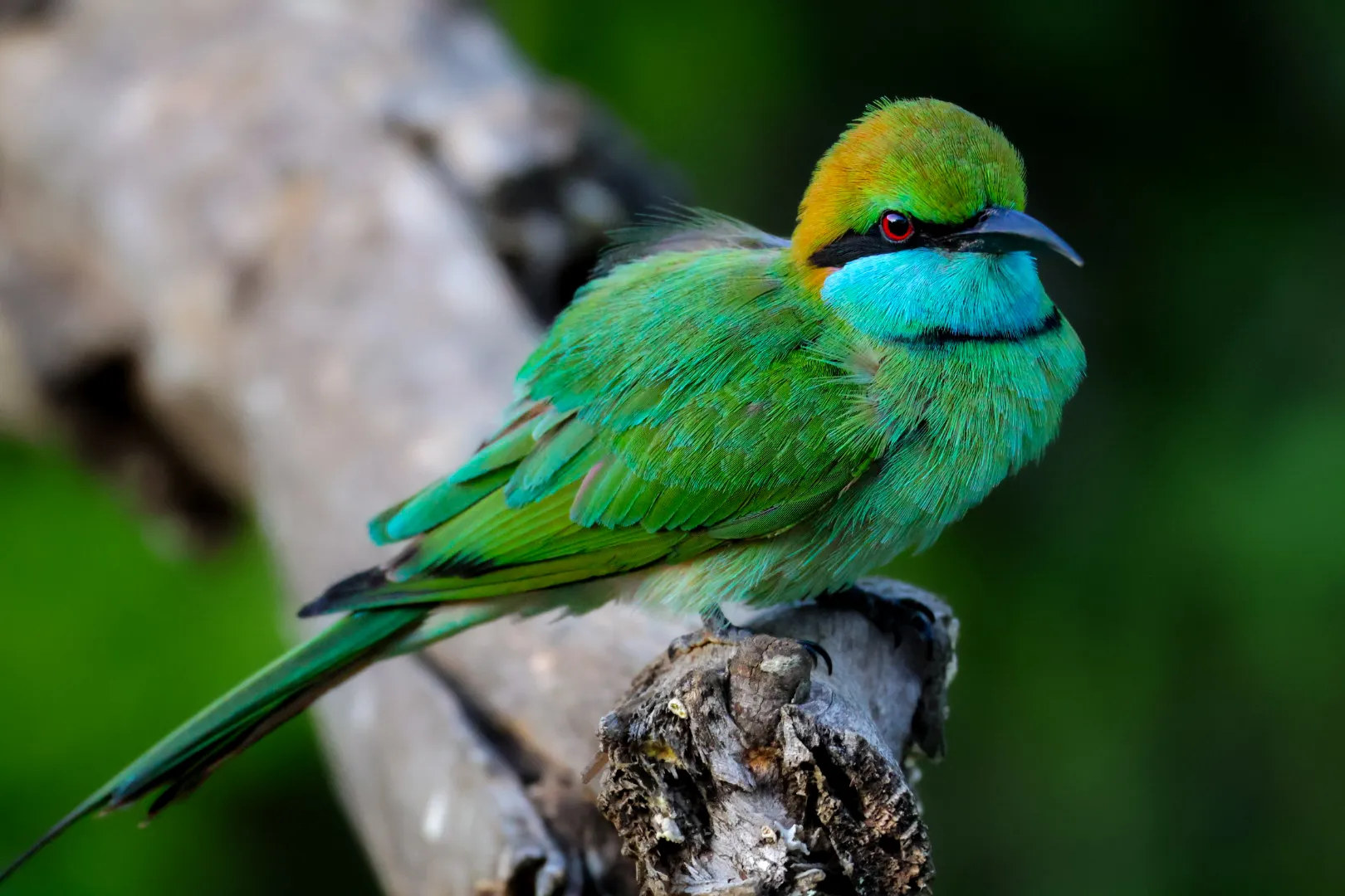 The Emerald Gaze